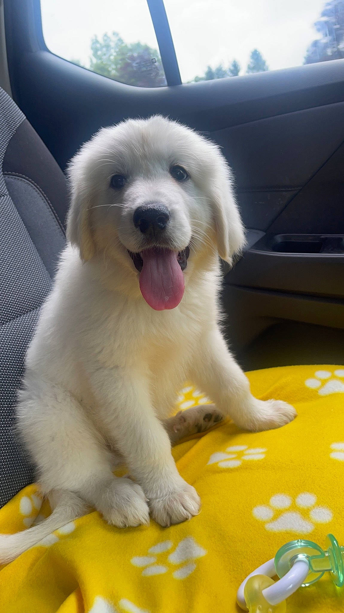 Winston is registered to the contest to win money with this photo: ancient_dog_breeds, biting, carnivore, companion_dog, dog, dog_breed, fang, flooring, fur, great_pyrenees, maremma_sheepdog, non_sporting_group, paw, snout, sporting_group, tail, terrestrial_animal, working_animal, working_dog