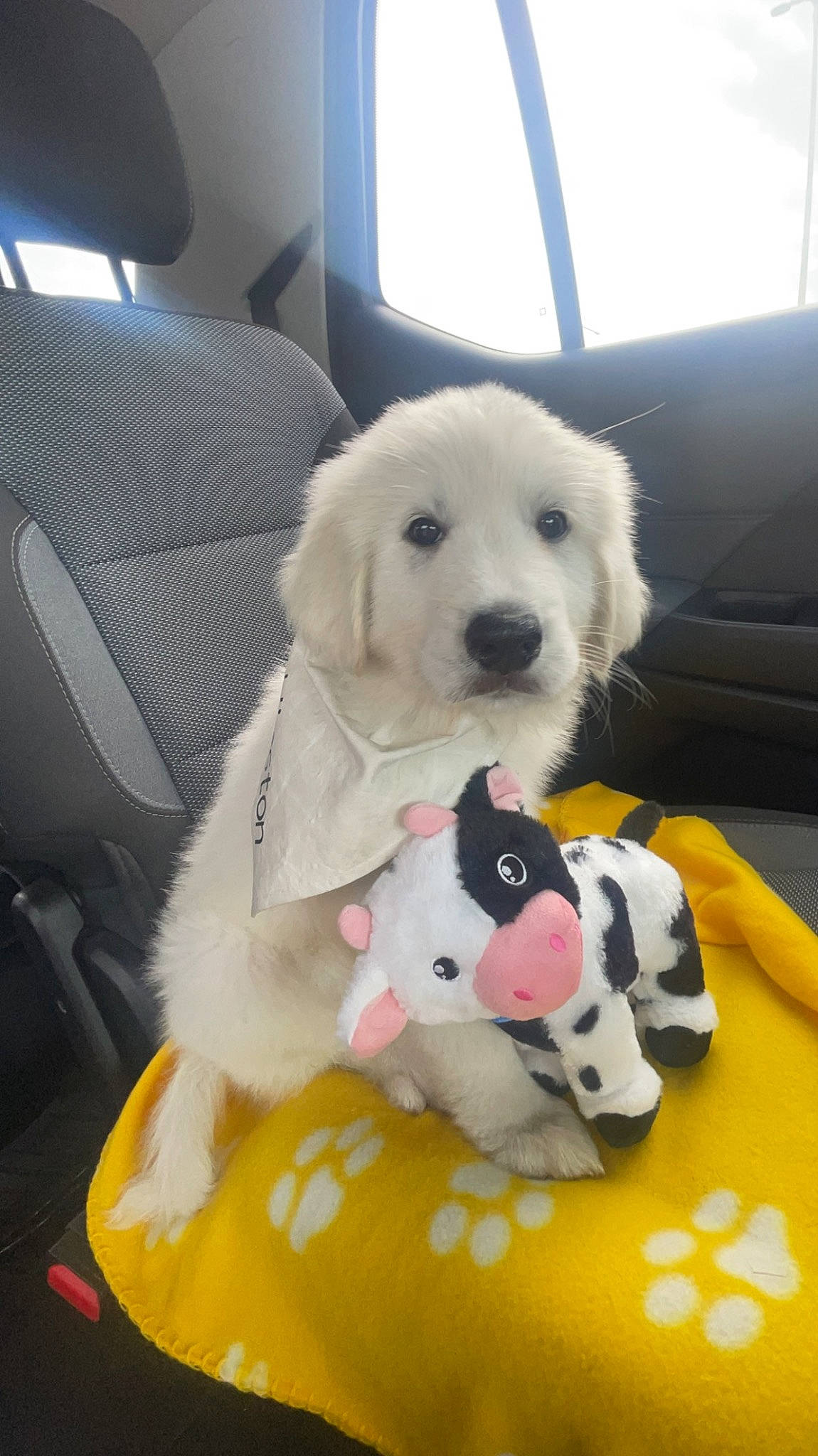 Winston is registered to the contest to win money with this photo: canidae, car_seat, car_seat_cover, carnivore, comfort, companion_dog, dalmatian, dog, dog_breed, dog_supply, fur, giant_dog_breed, luxury_vehicle, puppy_love, snout, sporting_group, vehicle, vehicle_door, window, working_animal