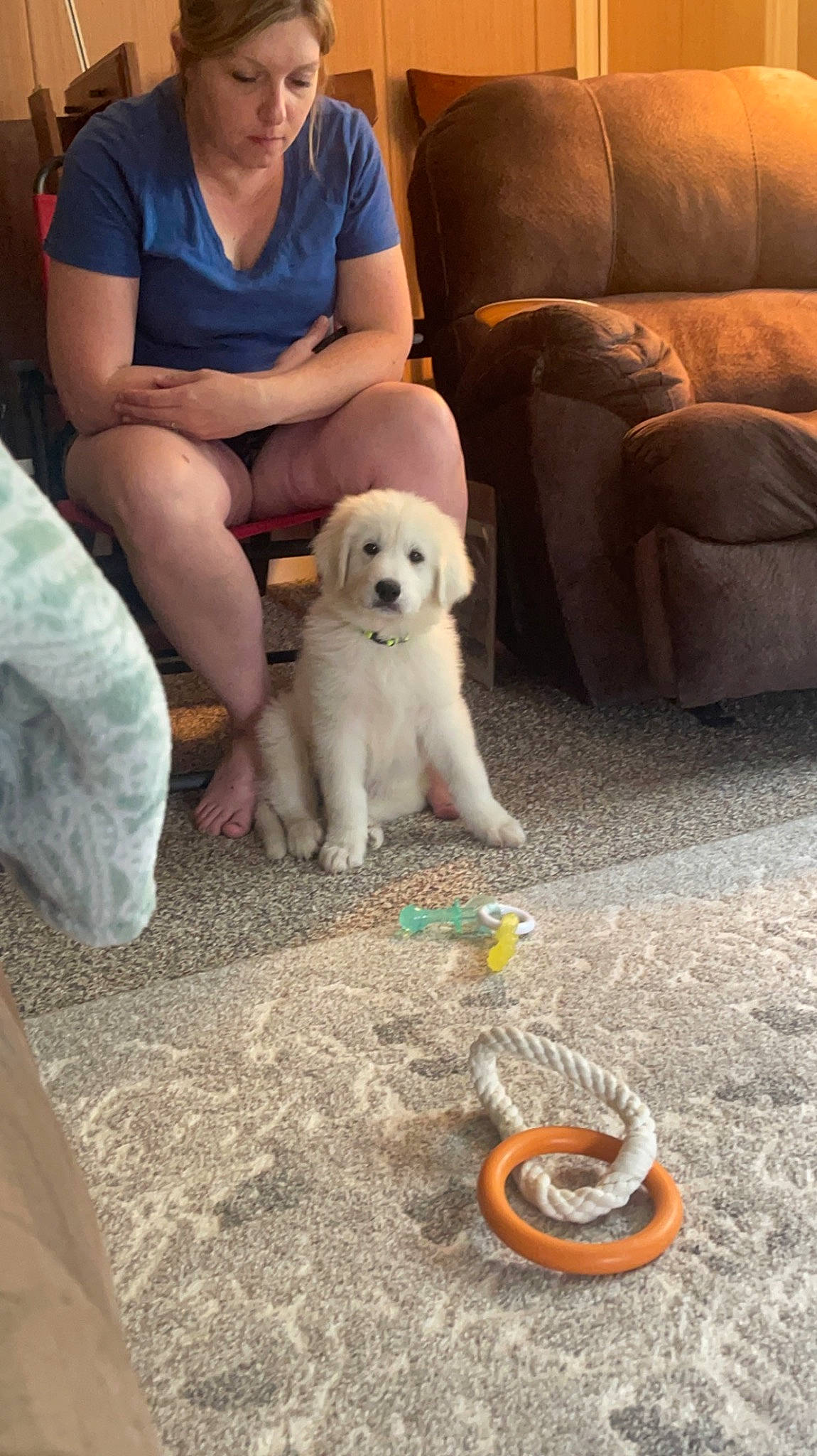 Winston joined the competition — help win amazing prizes! canidae, carnivore, chair, comfort, companion_dog, couch, dog, dog_breed, fawn, flooring, fun, lap, retriever, shorts, sitting, sporting_group, stuffed_toy, toy, toy_dog, working_animal