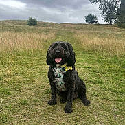Daisy is registered to the contest to win money with this photo: dog, black_dog, curly_fur, harness, grass, field, path, outdoor, nature, cloudy_sky, tree, happy, pet, canine, tongue_out, sitting, animal, daytime, fur, tag