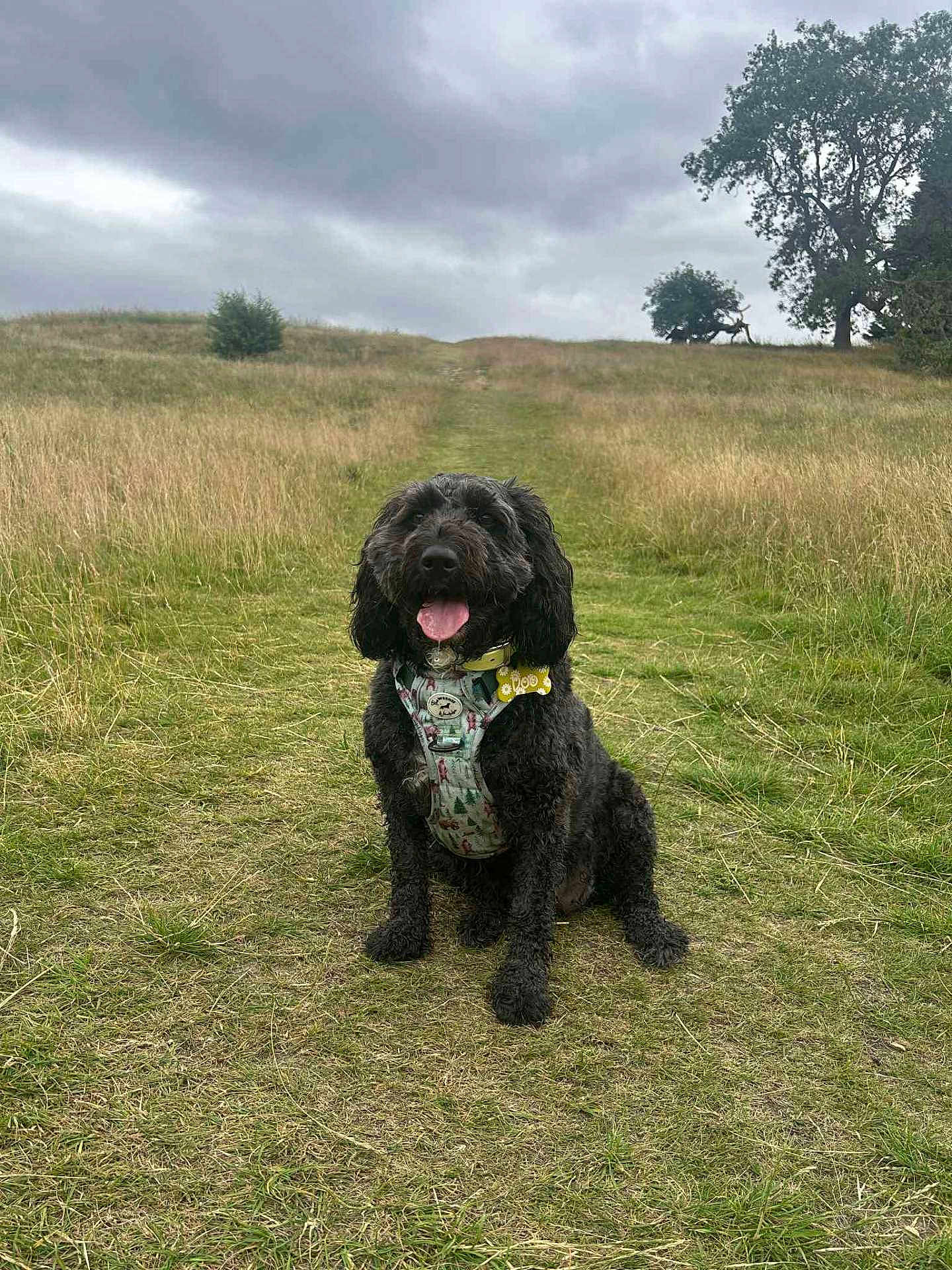 Daisy