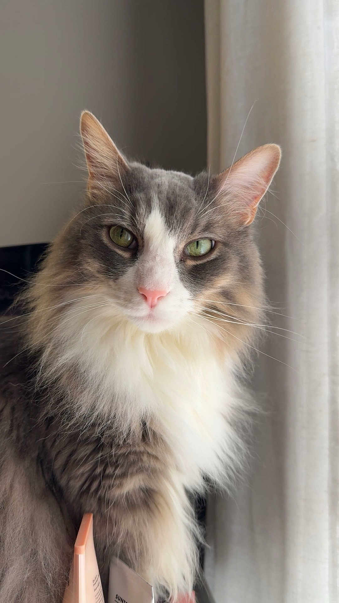 Blu joined the competition — help win amazing prizes! animal, calm, cat, close_up, curtain, cute, domestic, fluffy, fur, green_eyes, indoor, light, long_hair, natural_light, pet, pink_nose, portrait, skincare_products, whiskers, window