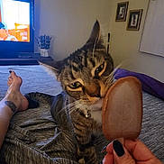 Baby joined the competition — help win amazing prizes! animal, bed, blanket, cat, collar, curtains, fur, furniture, hand, indoor, nail_polish, person, pet, popsicle, relaxation, tabby_cat, tattoo, television, wall_art, whiskers