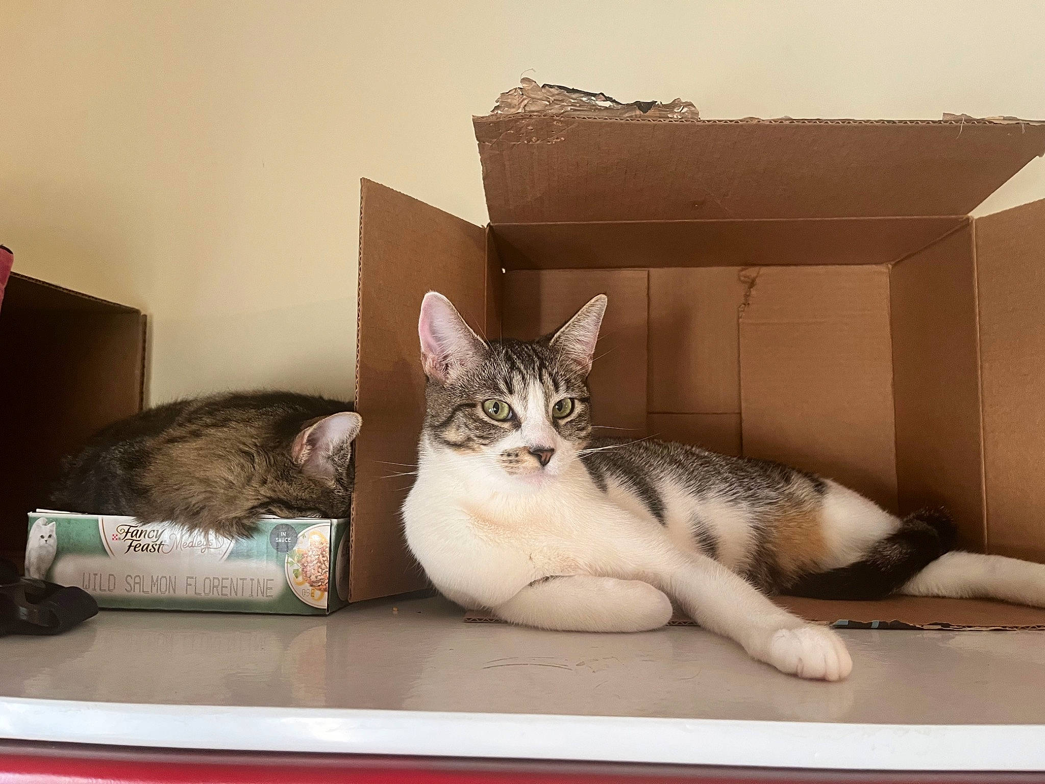 Beans joined the competition — help win amazing prizes! box, cardboard, carnivore, carton, cat, comfort, couch, domestic_short_haired_cat, felidae, fur, grey, packaging_and_labeling, paw, room, shipping_box, sitting, small_to_medium_sized_cats, whiskers, window, wood