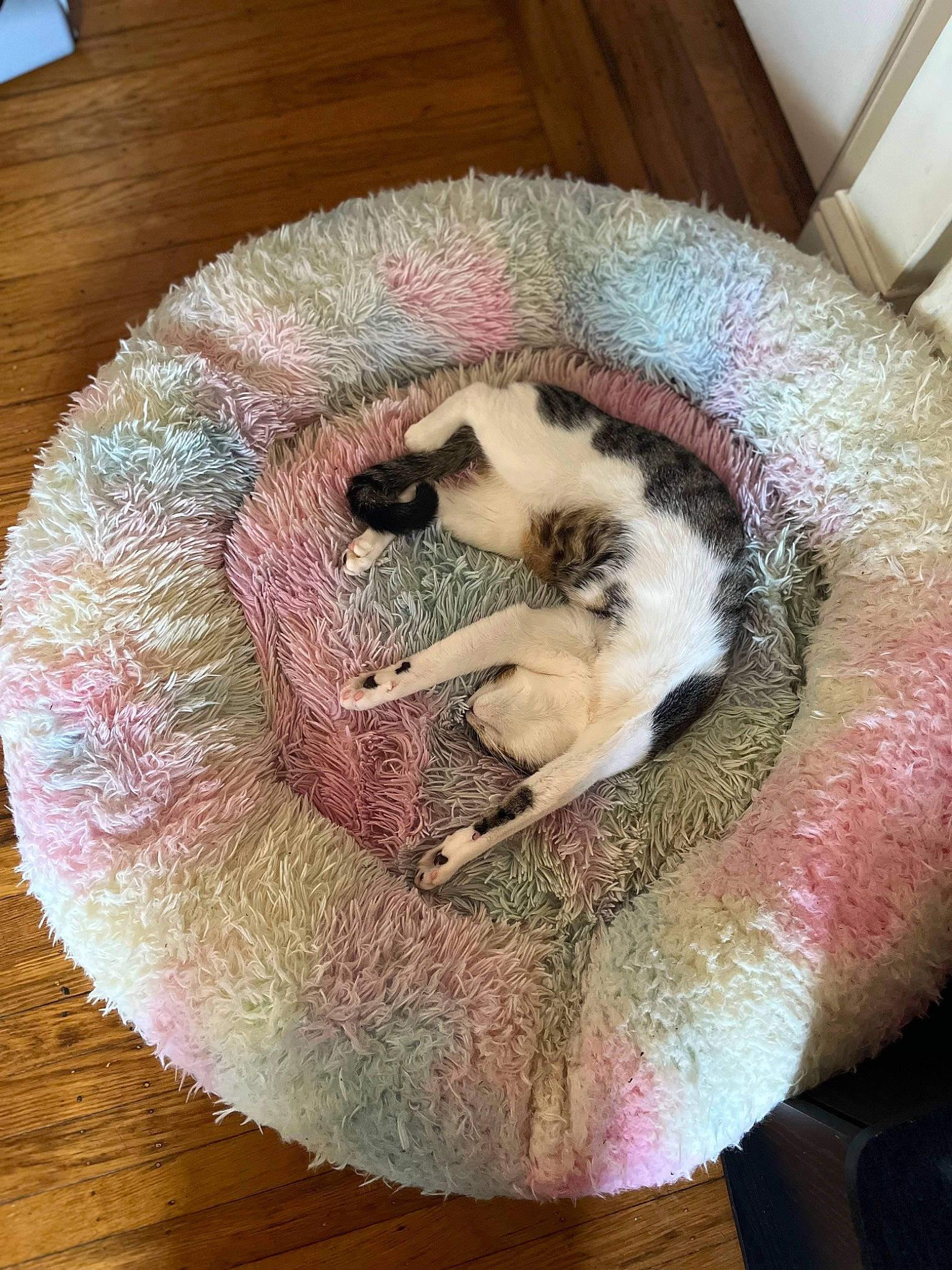 Beans joined the competition — help win amazing prizes! canidae, carnivore, cat, cat_bed, cat_supply, comfort, companion_dog, dog_breed, domestic_short_haired_cat, fawn, felidae, fur, hardwood, nap, paw, small_to_medium_sized_cats, sporting_group, tail, whiskers, wood