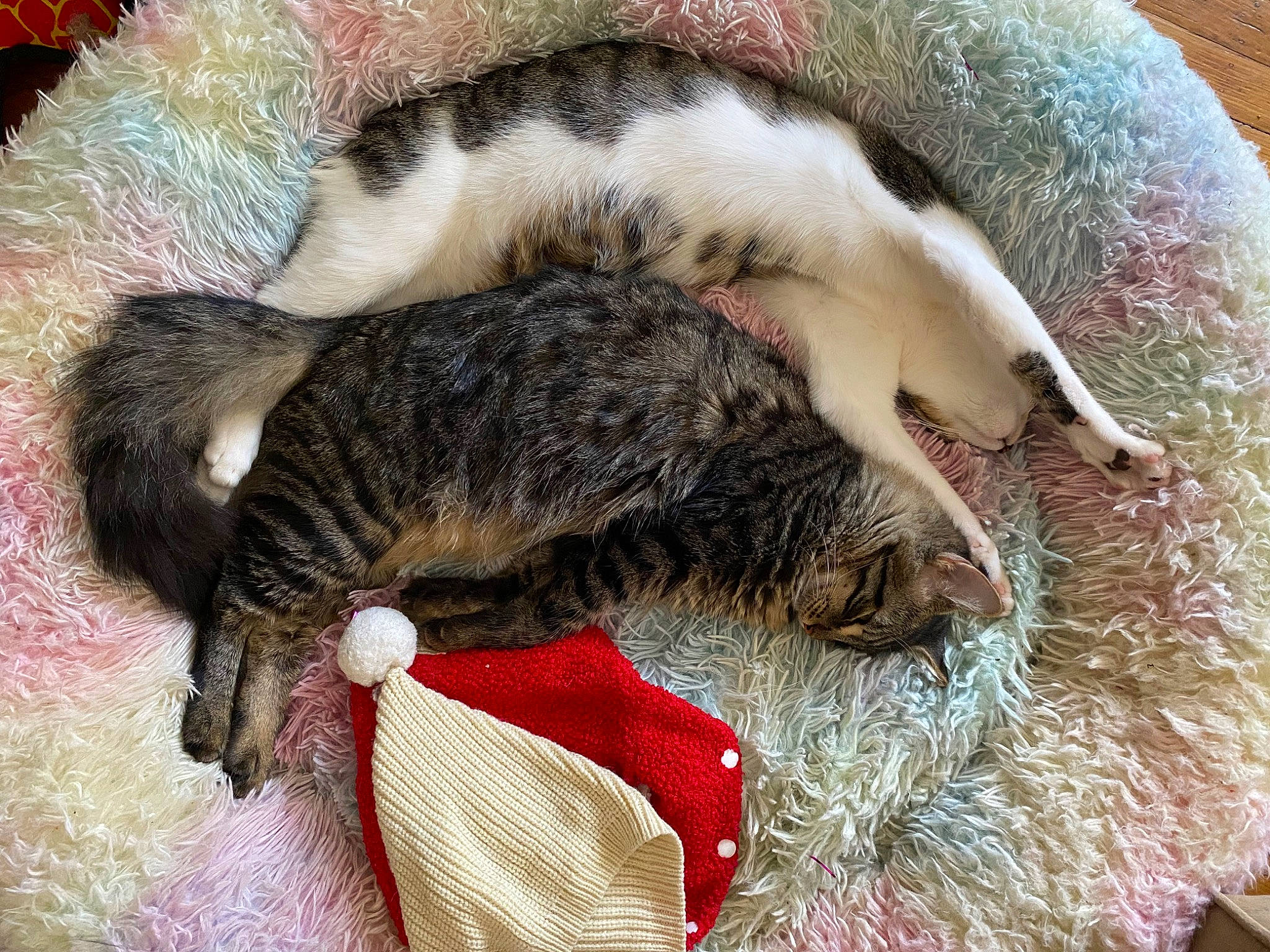 Beans joined the competition — help win amazing prizes! carnivore, cat, cat_bed, claw, comfort, domestic_short_haired_cat, fawn, felidae, fur, nap, paw, sleep, small_to_medium_sized_cats, snout, tail, terrestrial_animal, whiskers, wool, woolen