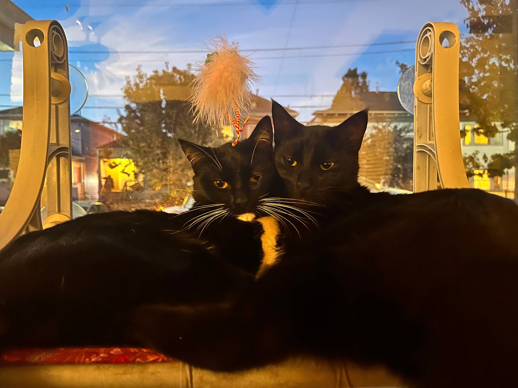 Joji is registered to the contest to win money with this photo: black_cat, carnivore, cat, city, cloud, domestic_short_haired_cat, evening, felidae, fur, grass, plant, sky, small_to_medium_sized_cats, snout, tail, tints_and_shades, tree, vehicle_door, whiskers, window