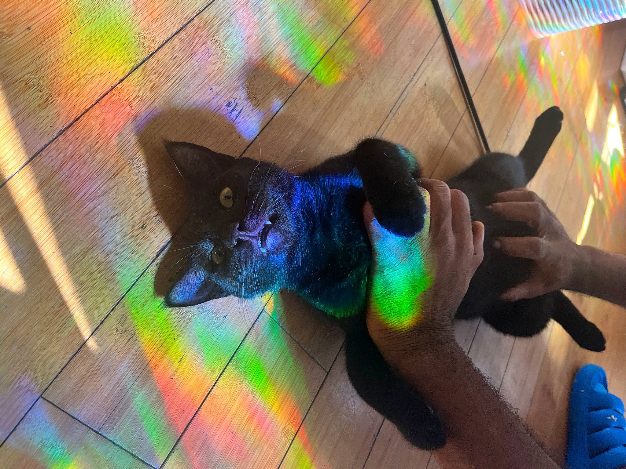 Joji joined the competition — help win amazing prizes! animation, art, carnivore, electric_blue, fawn, felidae, flooring, fun, illustration, light, magenta, musical_instrument, purple, shadow, small_to_medium_sized_cats, space, tail, toy, visual_arts, wood