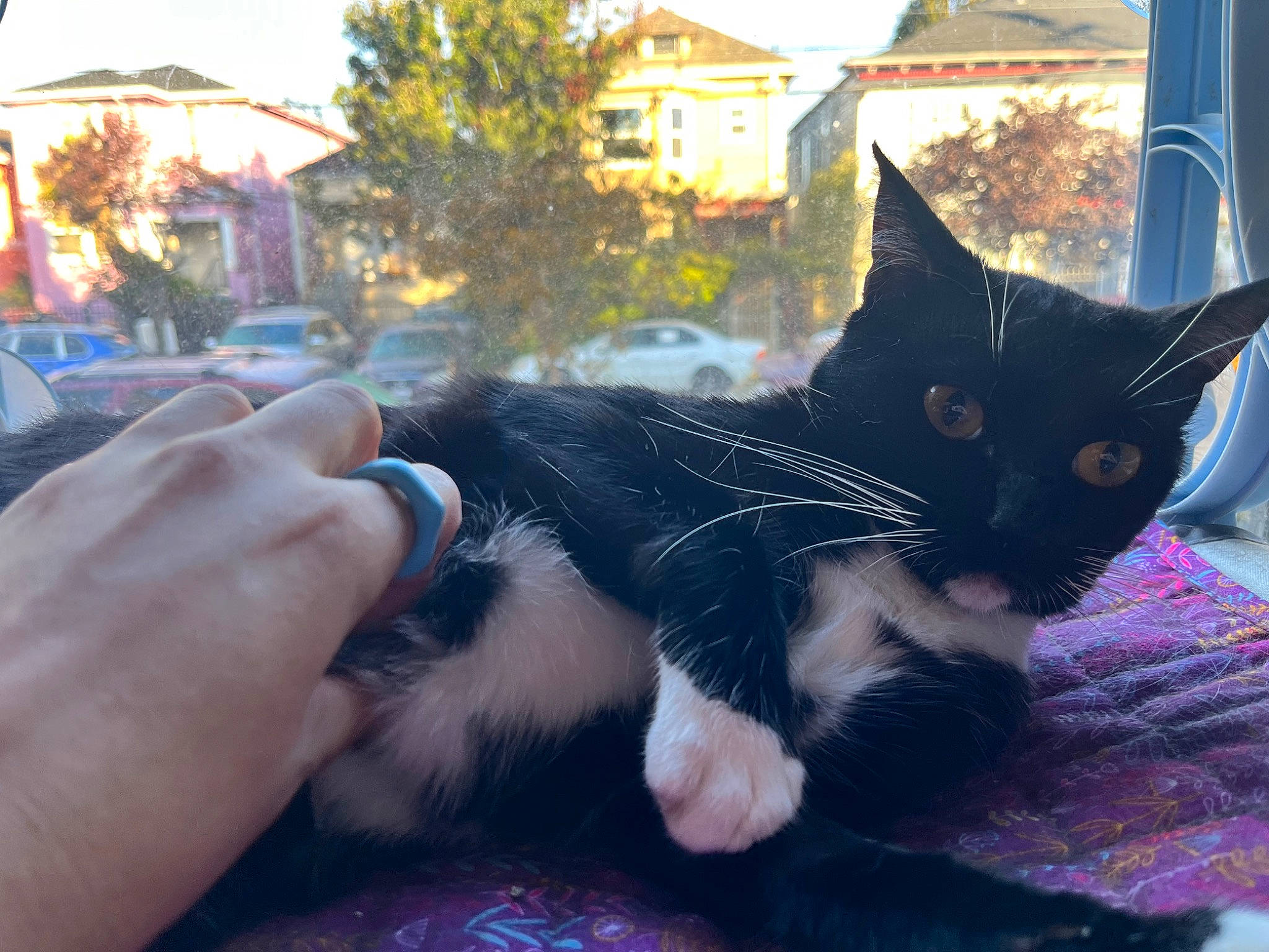 Batman joined the competition — help win amazing prizes! black_cat, carnivore, cat, comfort, domestic_short_haired_cat, felidae, fur, gesture, grass, hand, happy, plant, small_to_medium_sized_cats, snout, sunlight, tail, tints_and_shades, tree, whiskers, window