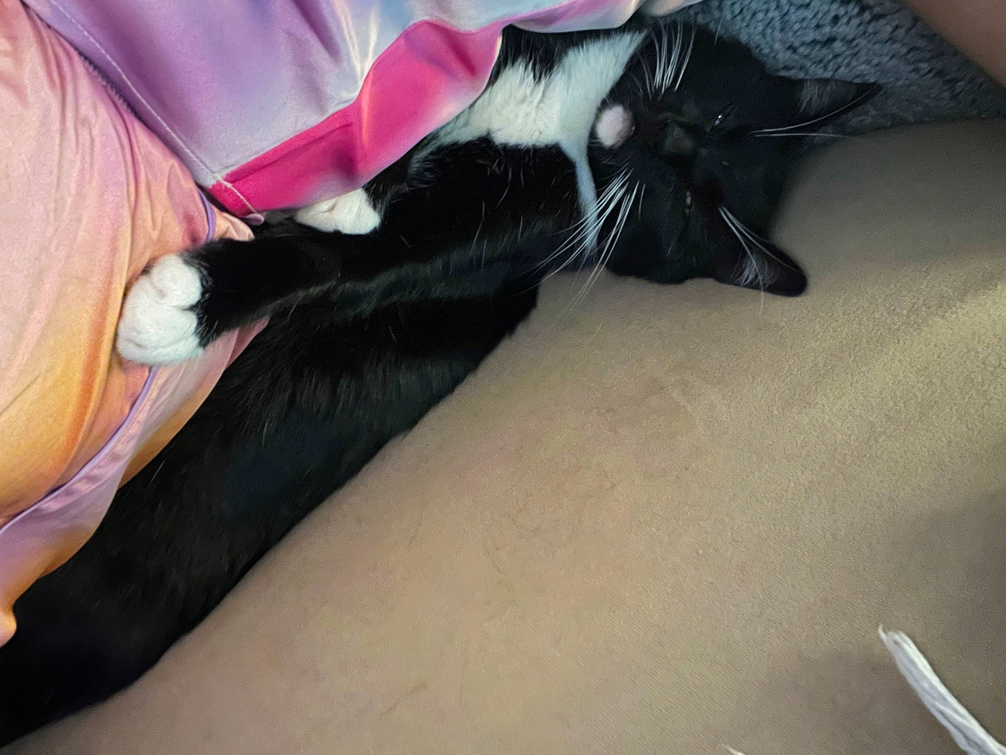 Batman joined the competition — help win amazing prizes! black_hair, cat, comfort, dress, eyelash, felidae, foot, gesture, human_leg, knee, leg, linens, long_hair, magenta, nail, sleeve, tail, thigh, whiskers, wrist