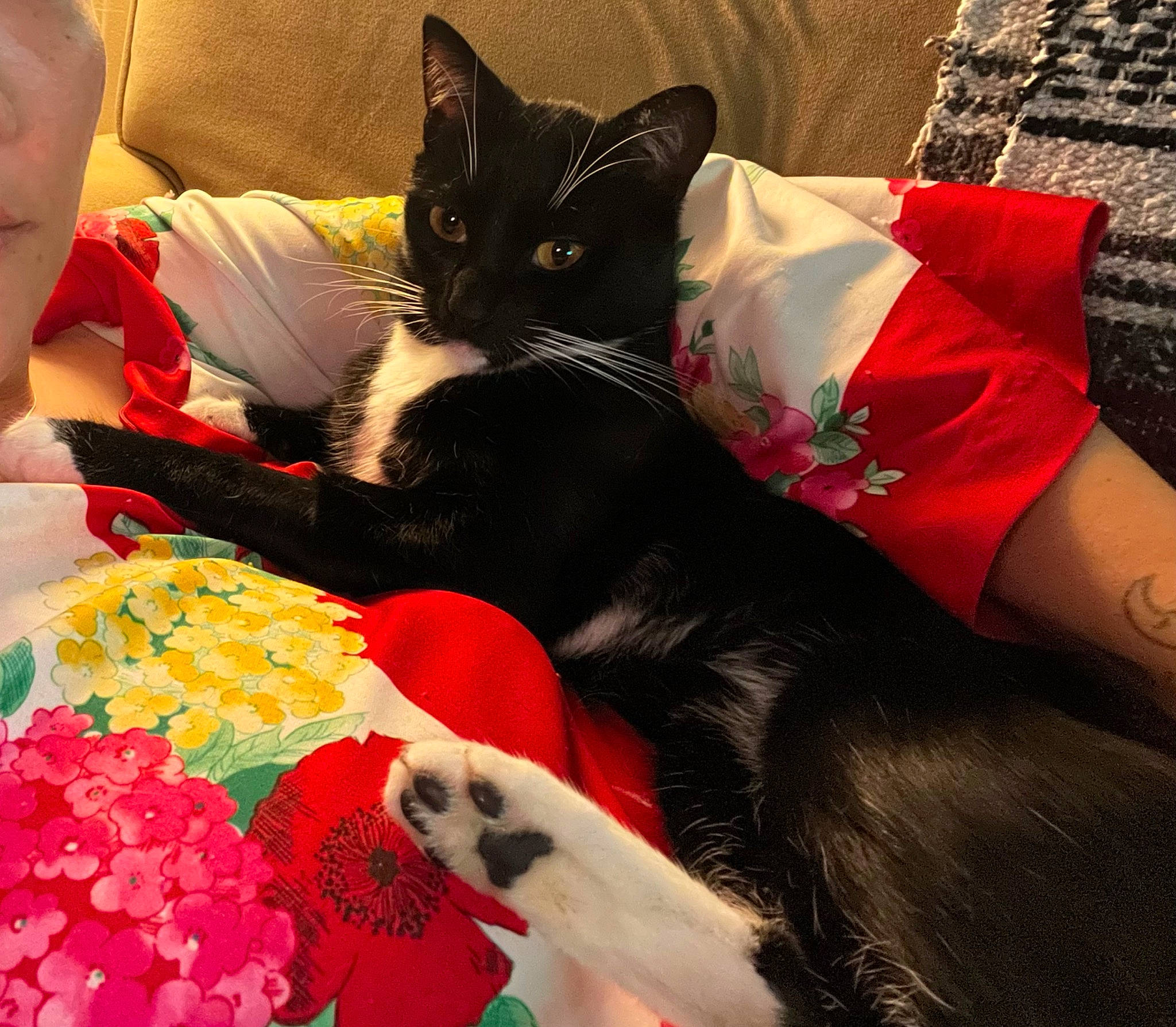 Batman joined the competition — help win amazing prizes! bag, carmine, carnivore, cat, comfort, domestic_short_haired_cat, felidae, flower, fur, happy, lap, linens, mammal, petal, plant, red, small_to_medium_sized_cats, tail, textile, whiskers