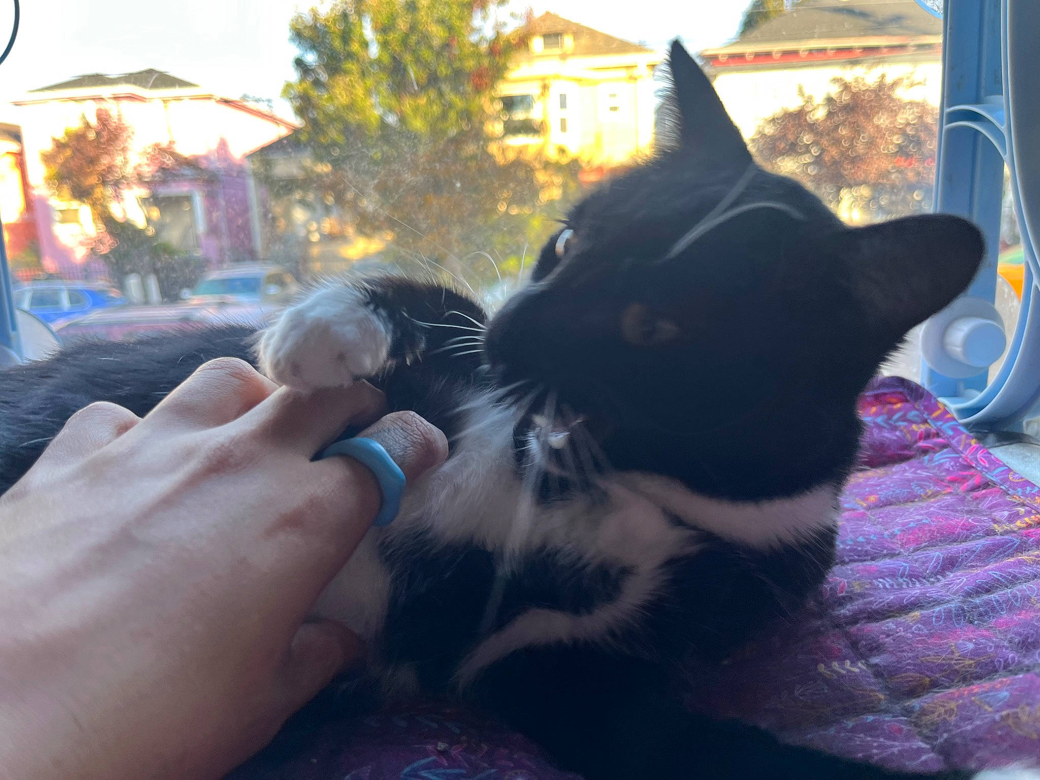 Batman is registered to the contest to win money with this photo: black_cat, carnivore, cat, domestic_short_haired_cat, felidae, fur, gesture, grass, light, nail, paw, sitting, sky, small_to_medium_sized_cats, snout, tail, tints_and_shades, tree, whiskers, window