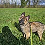 Vaïko participe au concours pour gagner de l'argent avec cette photo : puppy, dog, grass, leash, outdoor, sunny, nature, greenery, canine, pet, young, fur, ears, curious, shadow, field, sky, trees, daylight, animal