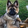 Vaïko a rejoint le concours — aidez-le/la à gagner de superbes lots ! dog, puppy, german_shepherd, outdoor, grass, tree, wood, picnic_table, pet, animal, canine, fur, ears, face, paw, nature, daylight, park, cute, resting