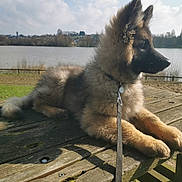 Vaïko a rejoint le concours — aidez-le/la à gagner de superbes lots ! dog, puppy, german_shepherd, fluffy, leash, picnic_table, wood, lake, water, grass, outdoor, sky, clouds, sunlight, nature, park, calm, pet, animal, daytime