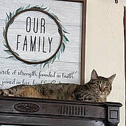 Sally is registered to the contest to win money with this photo: animal, cabinet, cat, cozy, decor, domestic_cat, furniture, home, household, indoor, laid_back, pet, portrait, relaxed, resting, sign, sleepy, tabby_cat, wall, wooden
