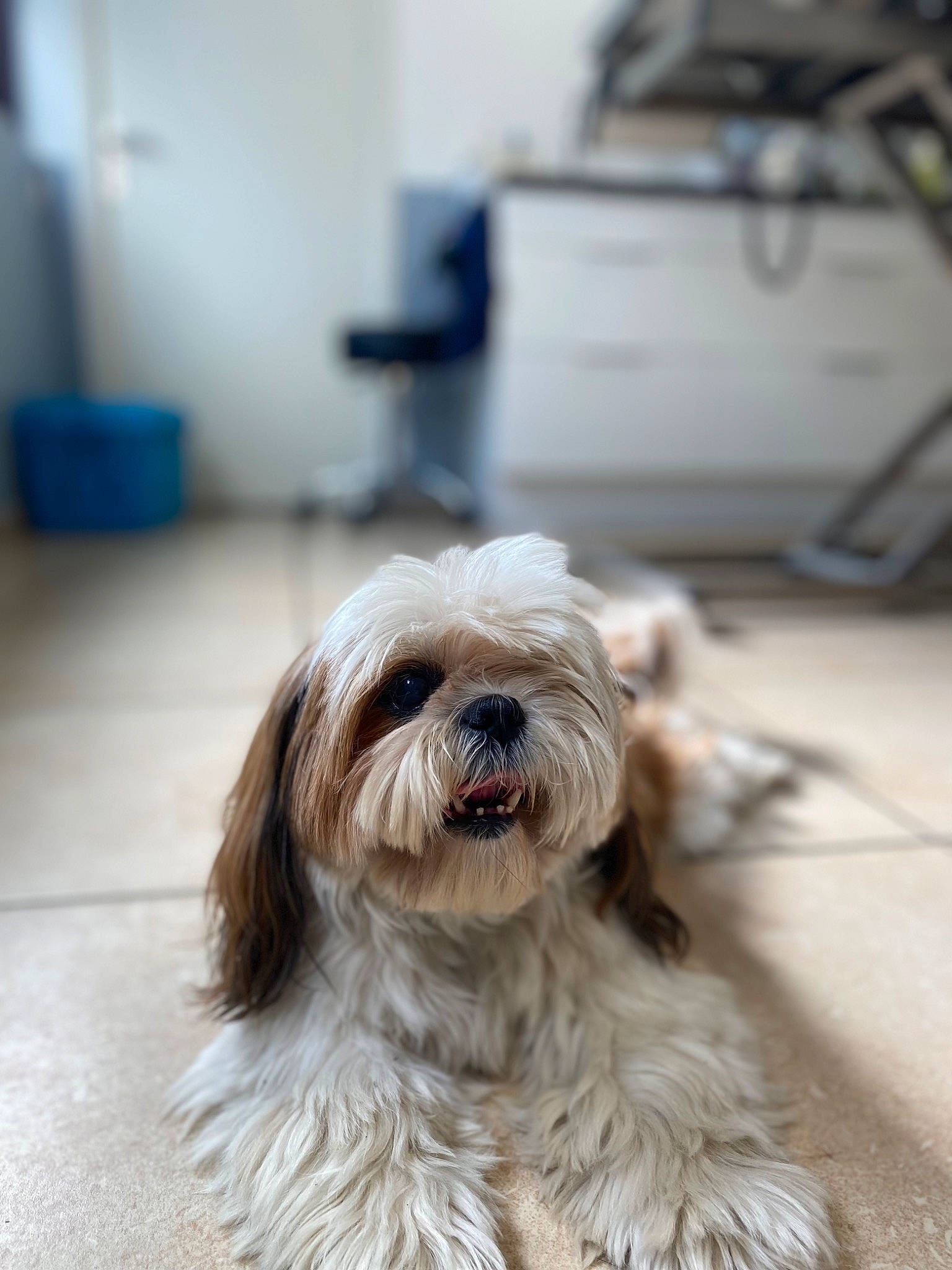 Marley participe au concours pour gagner de l'argent avec cette photo : canidae, carnivore, companion_dog, dog, dog_breed, fur, grey, home_appliance, liver, mal_shi, non_sporting_group, shih_poo, shih_tzu, small_terrier, snout, sporting_group, terrier, toy_dog, water_dog, working_animal