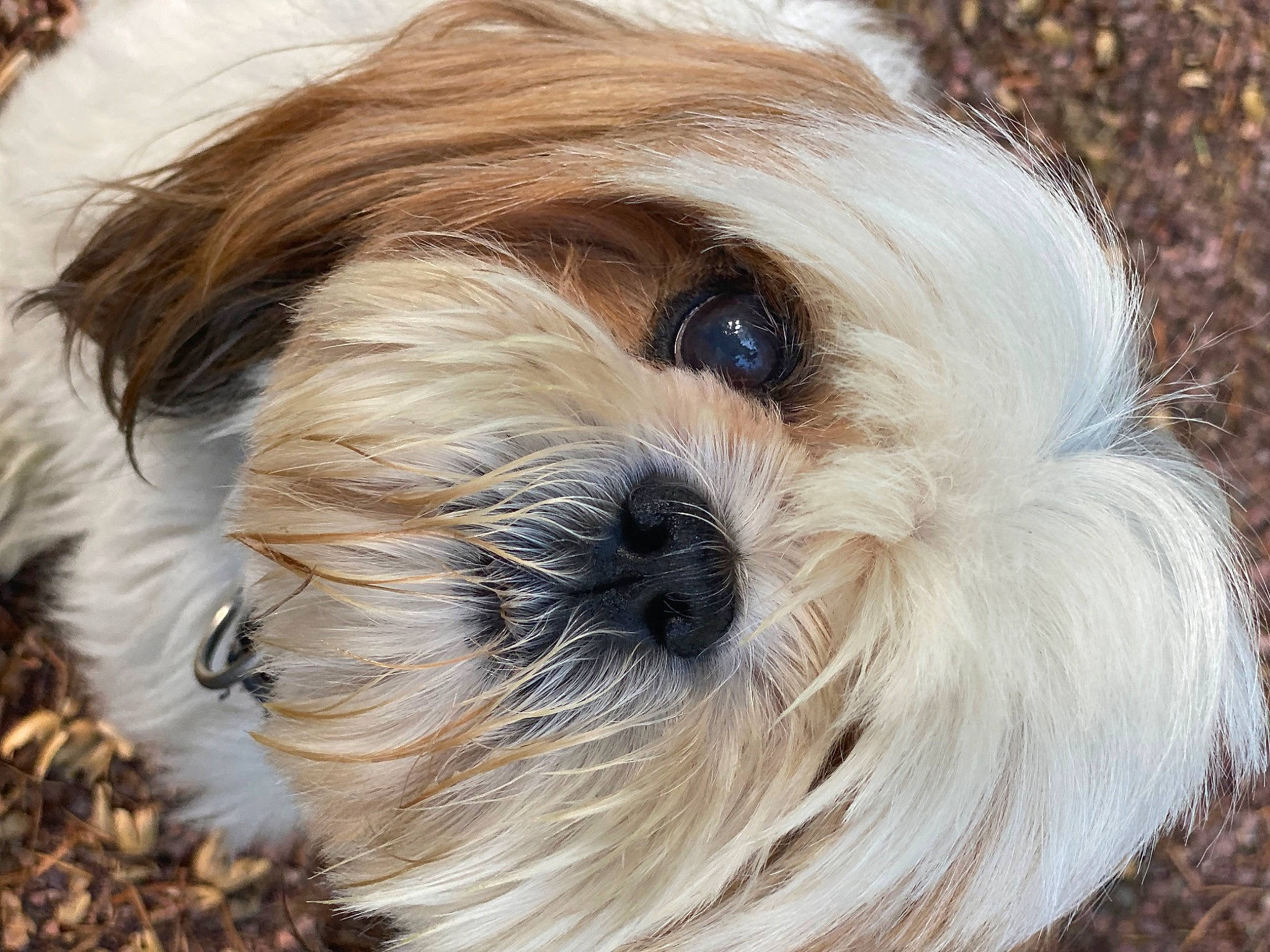 Youki participe au concours pour gagner de l'argent avec cette photo : canidae, carnivore, companion_dog, dog, dog_breed, fur, liver, mal_shi, maltepoo, natural_material, non_sporting_group, shih_tzu, small_terrier, snout, sporting_group, terrestrial_animal, terrier, toy_dog, working_animal, yorkshire_terrier