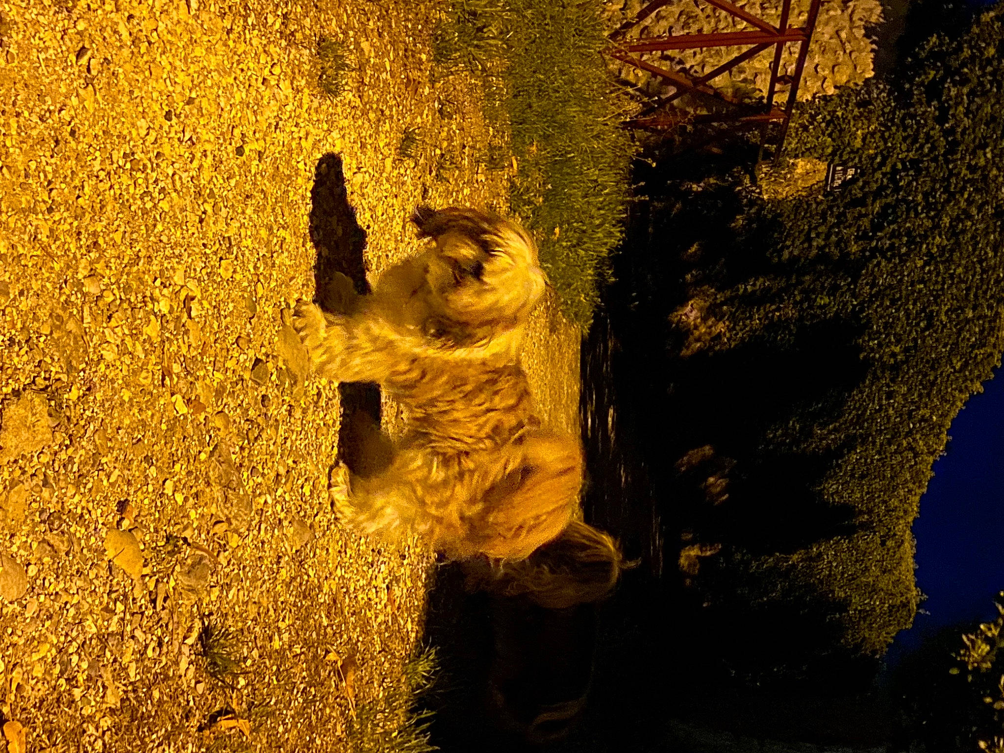 Youki participe au concours pour gagner de l'argent avec cette photo : art, fun, grass, grass_family, happy, landscape, organism, people_in_nature, plant, rock, sand, shadow, soil, sunlight, tints_and_shades, toy, trunk, visual_arts, water, wood