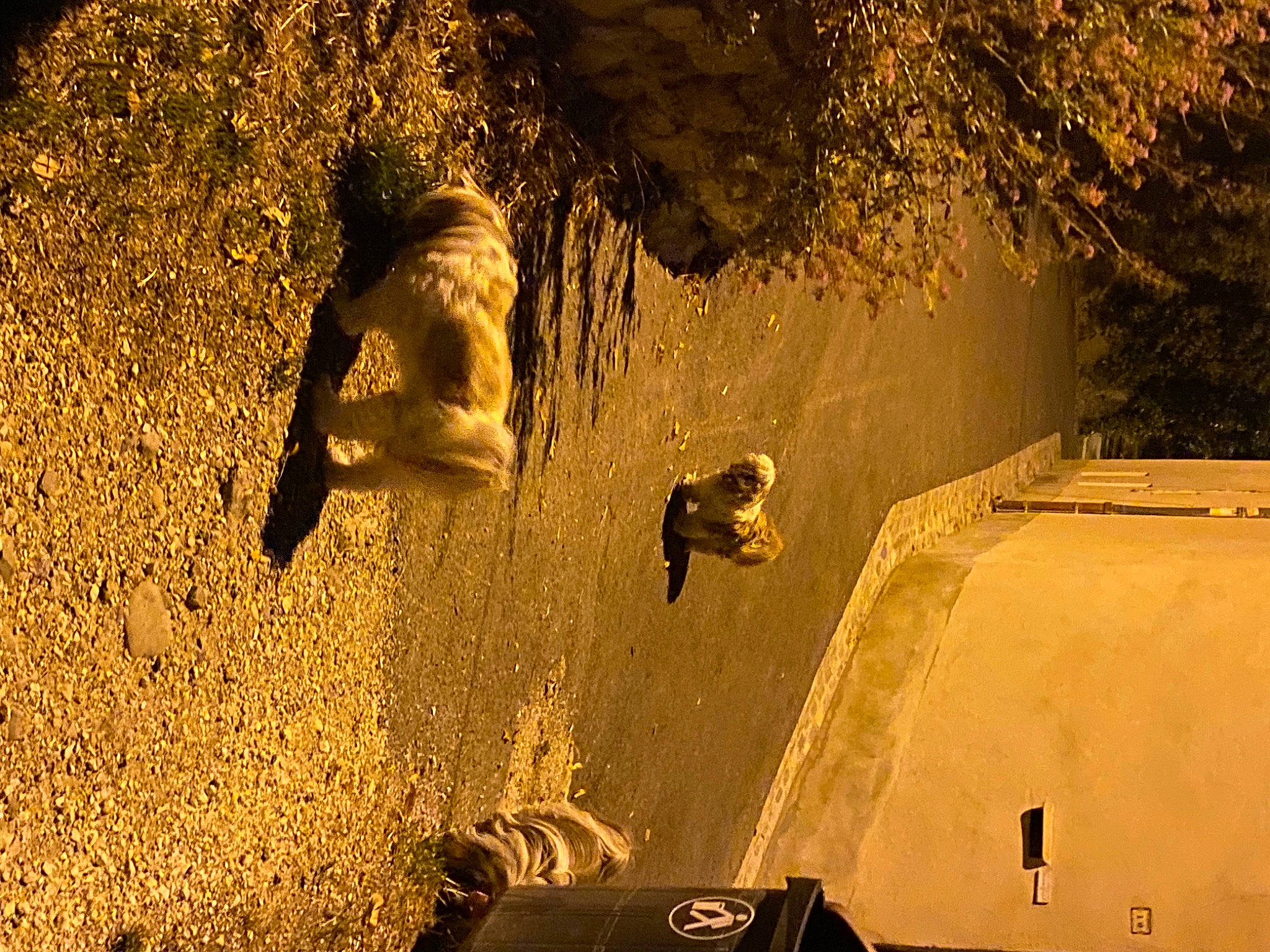 Youki participe au concours pour gagner de l'argent avec cette photo : adventure, asphalt, extreme_sport, fun, landscape, mammal, recreation, reflection, sand, shadow, slope, soil, sport_climbing, sports_equipment, street_stunts, stunt, stunt_performer, sunlight, tints_and_shades, vertebrate