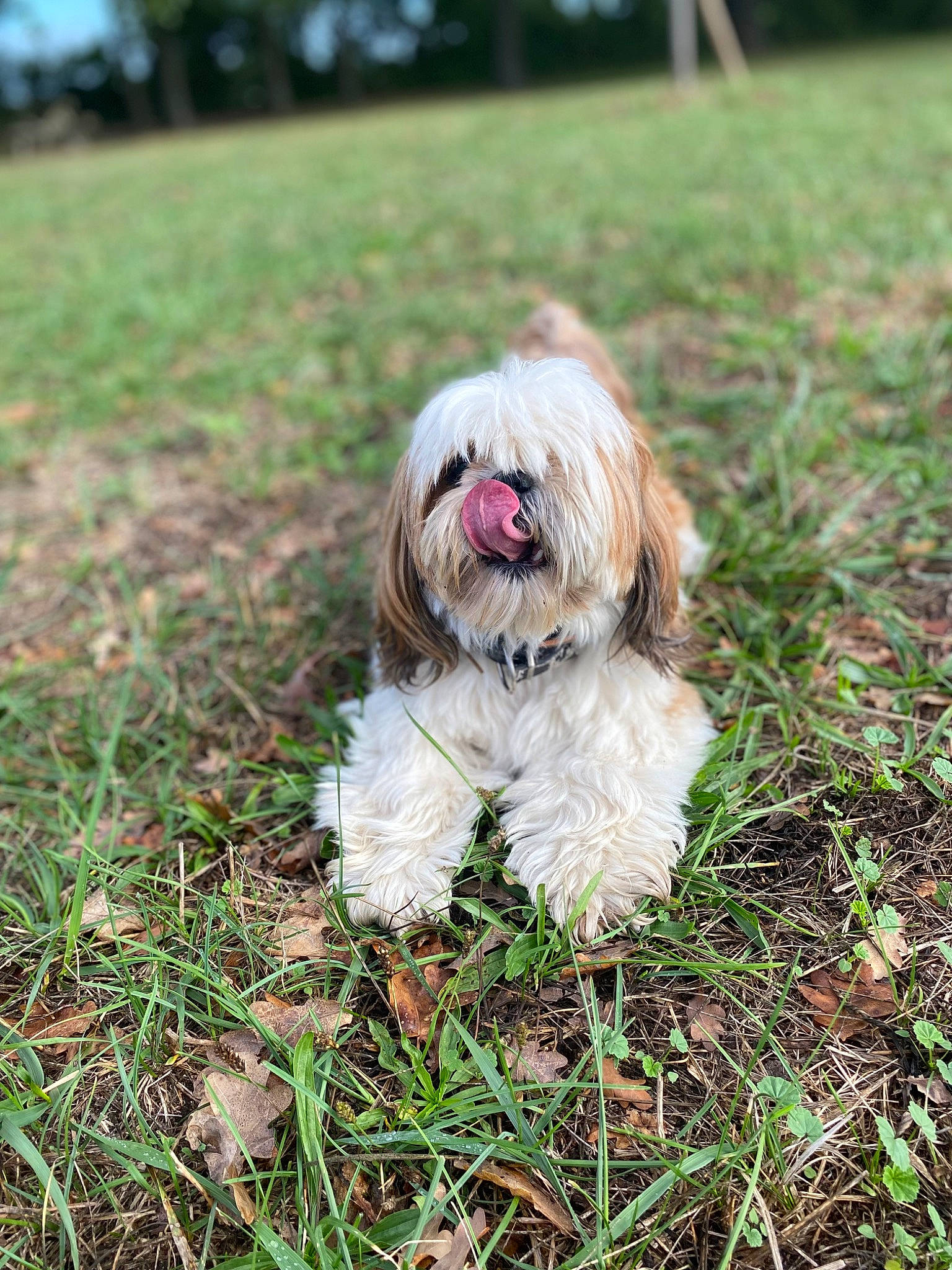 Youki a rejoint le concours — aidez-le/la à gagner de superbes lots ! canidae, carnivore, companion_dog, dog, dog_breed, fawn, fur, grass, liver, maltepoo, plant, shih_tzu, small_terrier, snout, sporting_group, terrier, toy_dog, tree, water_dog, working_animal