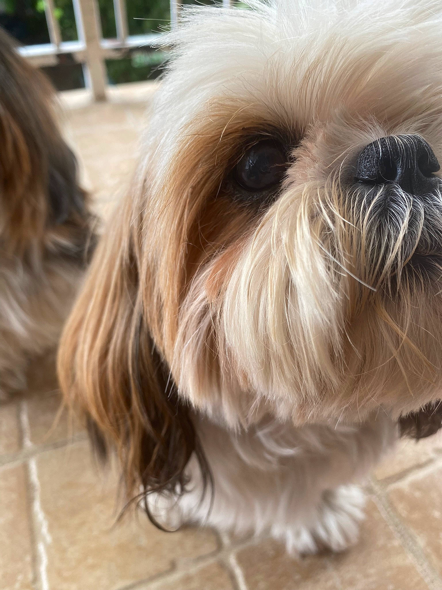 Youki participe au concours pour gagner de l'argent avec cette photo : canidae, carnivore, companion_dog, dog, dog_breed, ear, fawn, fur, liver, maltepoo, natural_material, shih_tzu, small_terrier, snout, sporting_group, terrestrial_animal, terrier, toy_dog, whiskers, working_animal