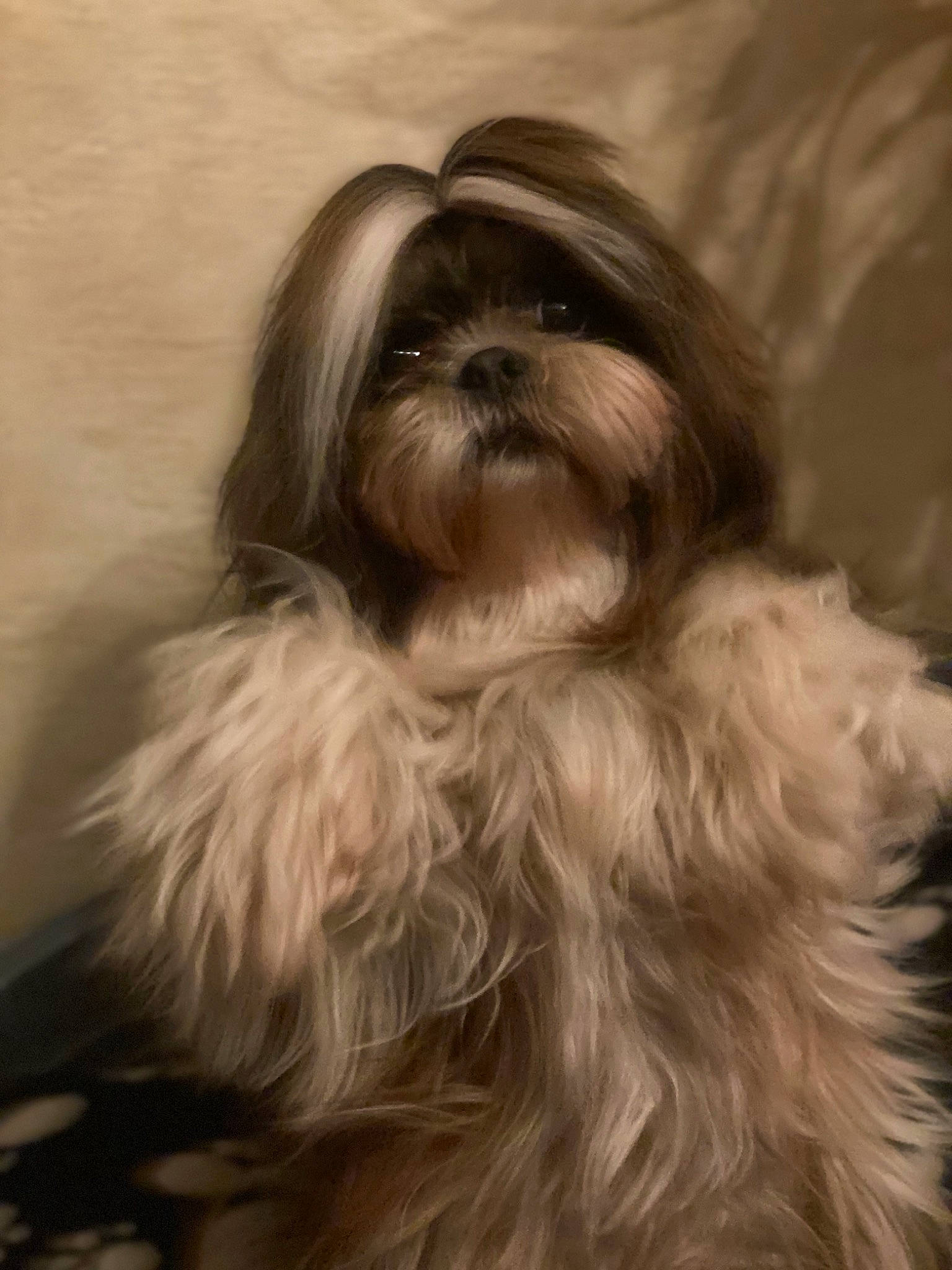 Marley participe au concours pour gagner de l'argent avec cette photo : affenpinscher, bolonka, canidae, carnivore, chinese_imperial_dog, companion_dog, dog, dog_breed, kyi_leo, lhasa_apso, liver, lowchen, mammal, non_sporting_group, puppy, shih_tzu, snout, tibetan_terrier, toy_dog, vertebrate