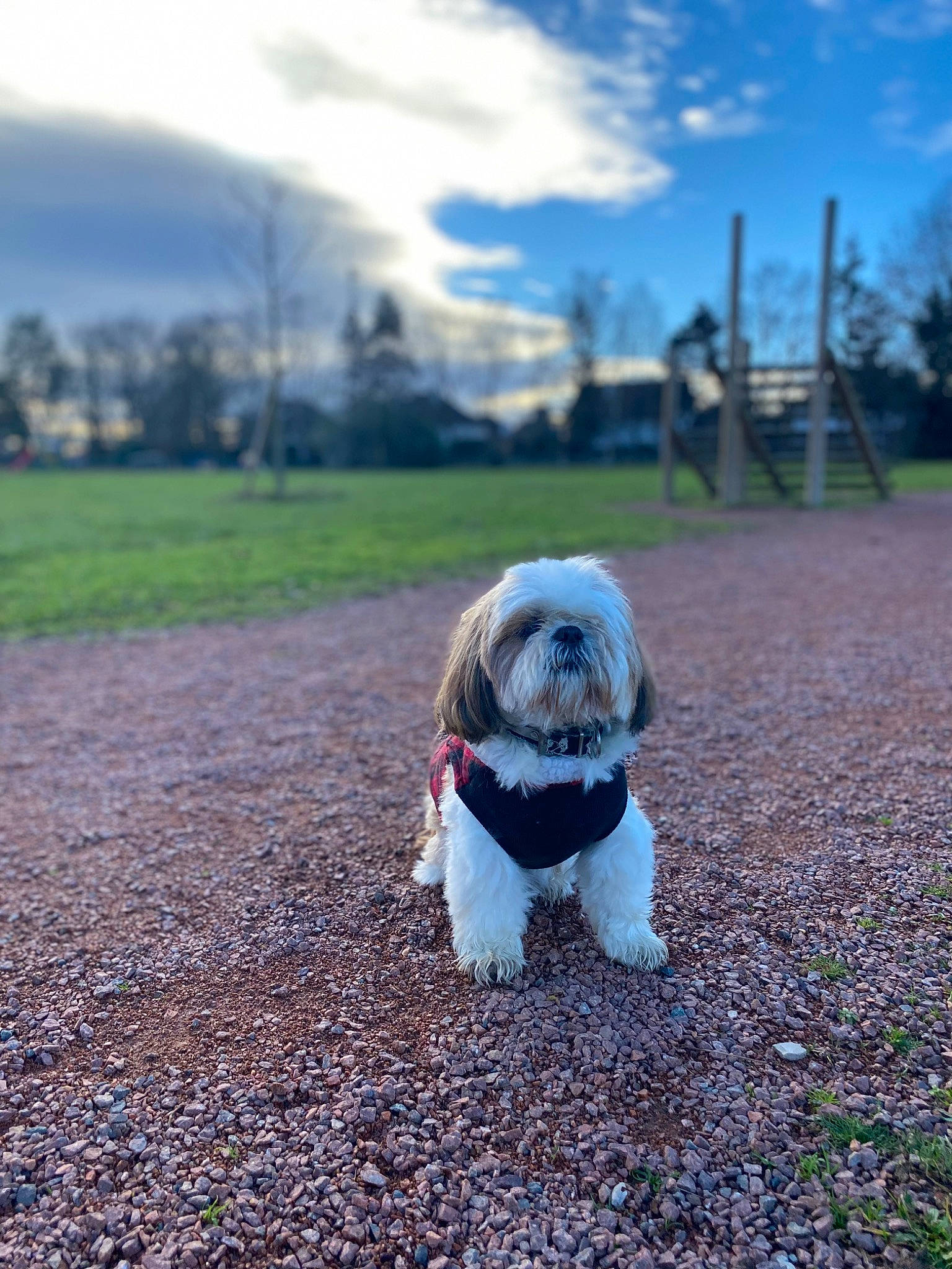 Youki a rejoint le concours — aidez-le/la à gagner de superbes lots ! asphalt, canidae, carnivore, cloud, companion_dog, dog, dog_breed, dog_clothes, dog_supply, electric_blue, fawn, grass, road_surface, shih_tzu, sky, snout, sporting_group, tail, toy_dog, tree