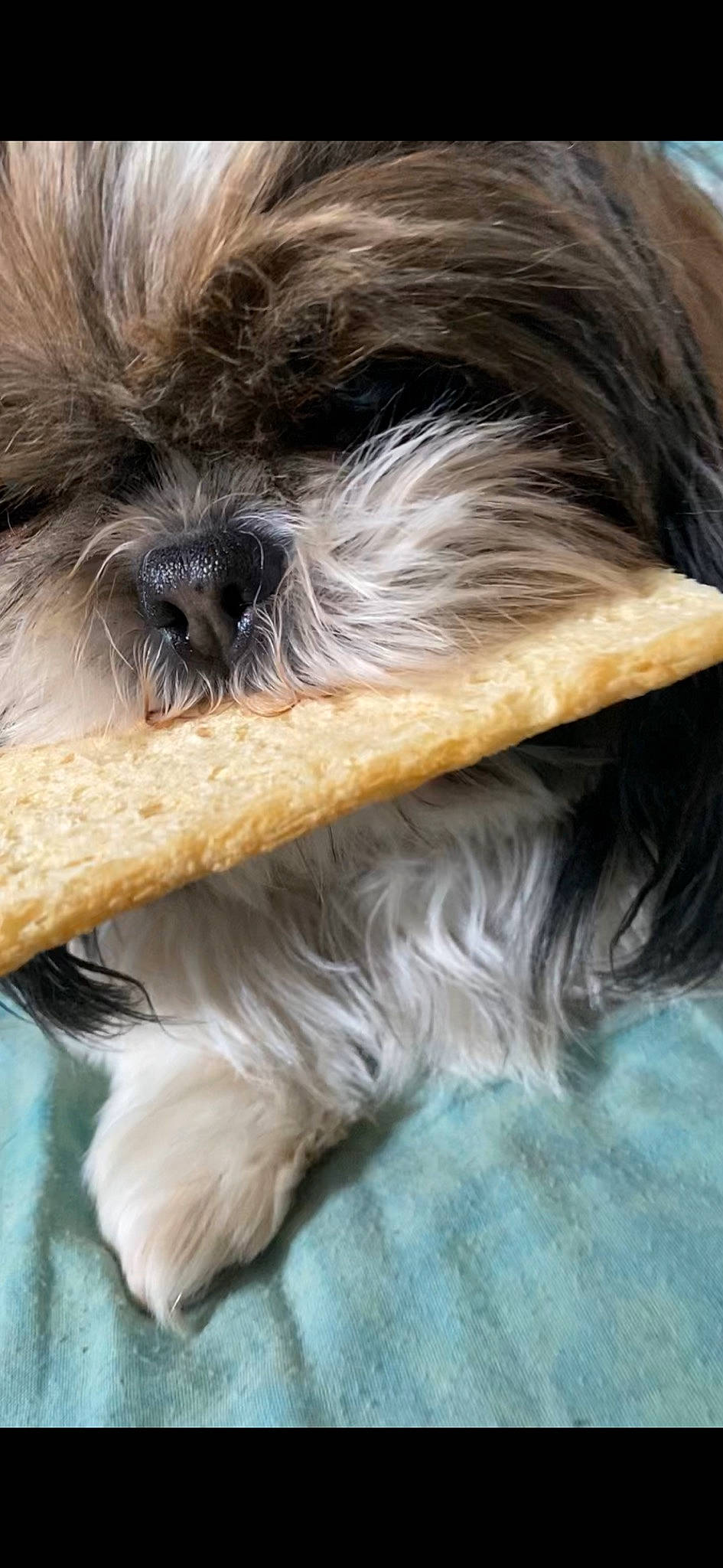 Marley a rejoint le concours — aidez-le/la à gagner de superbes lots ! affenpinscher, canidae, carnivore, chinese_imperial_dog, companion_dog, dog, dog_breed, fawn, fur, kyi_leo, lhasa_apso, lowchen, mammal, non_sporting_group, puppy, rare_breed_dog, shih_tzu, snout, sporting_group, toy_dog