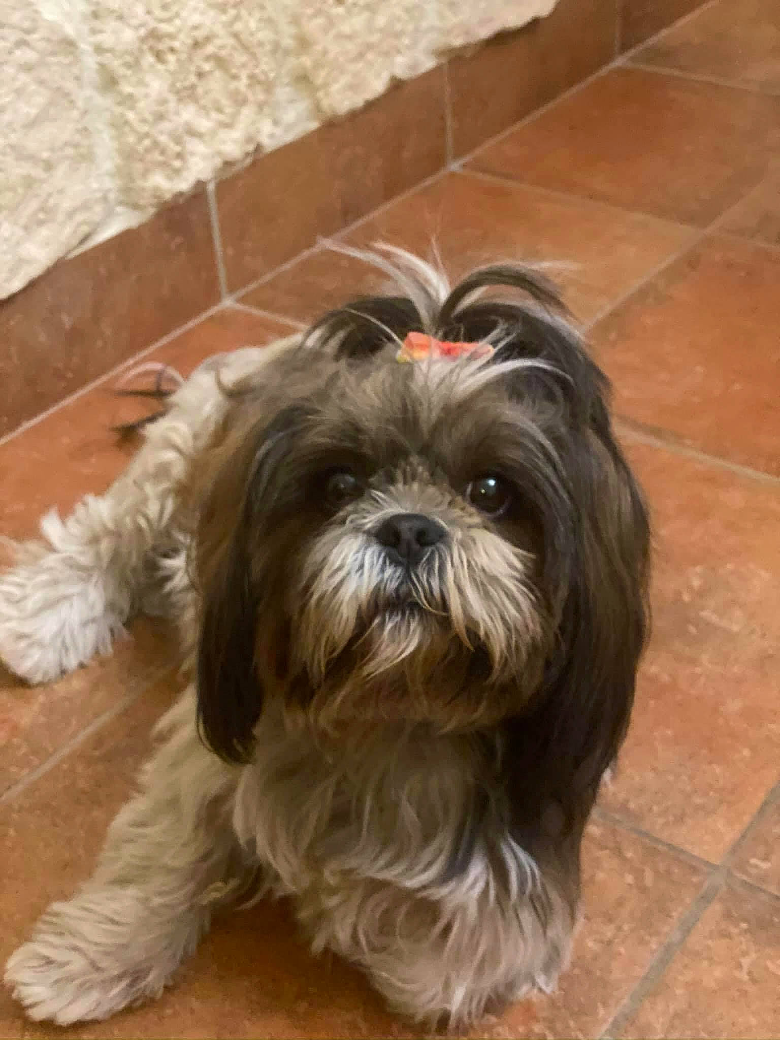 Marley participe au concours pour gagner de l'argent avec cette photo : bolonka, canidae, carnivore, catalan_sheepdog, chinese_imperial_dog, companion_dog, dog, dog_breed, havanese, kyi_leo, lhasa_apso, lowchen, mammal, non_sporting_group, shih_tzu, snout, sporting_group, terrier, tibetan_terrier, vertebrate