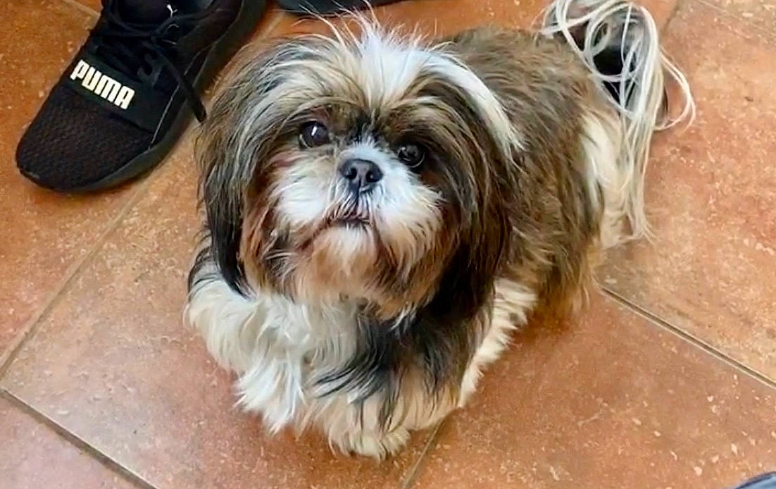Marley a rejoint le concours — aidez-le/la à gagner de superbes lots ! biewer_terrier, canidae, carnivore, chinese_imperial_dog, companion_dog, dog, dog_breed, lhasa_apso, lowchen, maltepoo, mammal, morkie, puppy, shih_tzu, small_terrier, snout, terrier, toy_dog, vertebrate, yorkshire_terrier