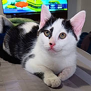 Merlin joined the competition — help win amazing prizes! kitten, cat, black_and_white, pet, indoor, bed, curious, animal, feline, fur, ears, whiskers, eyes, resting, domestic, cute, young, pink_nose, television, colorful_background