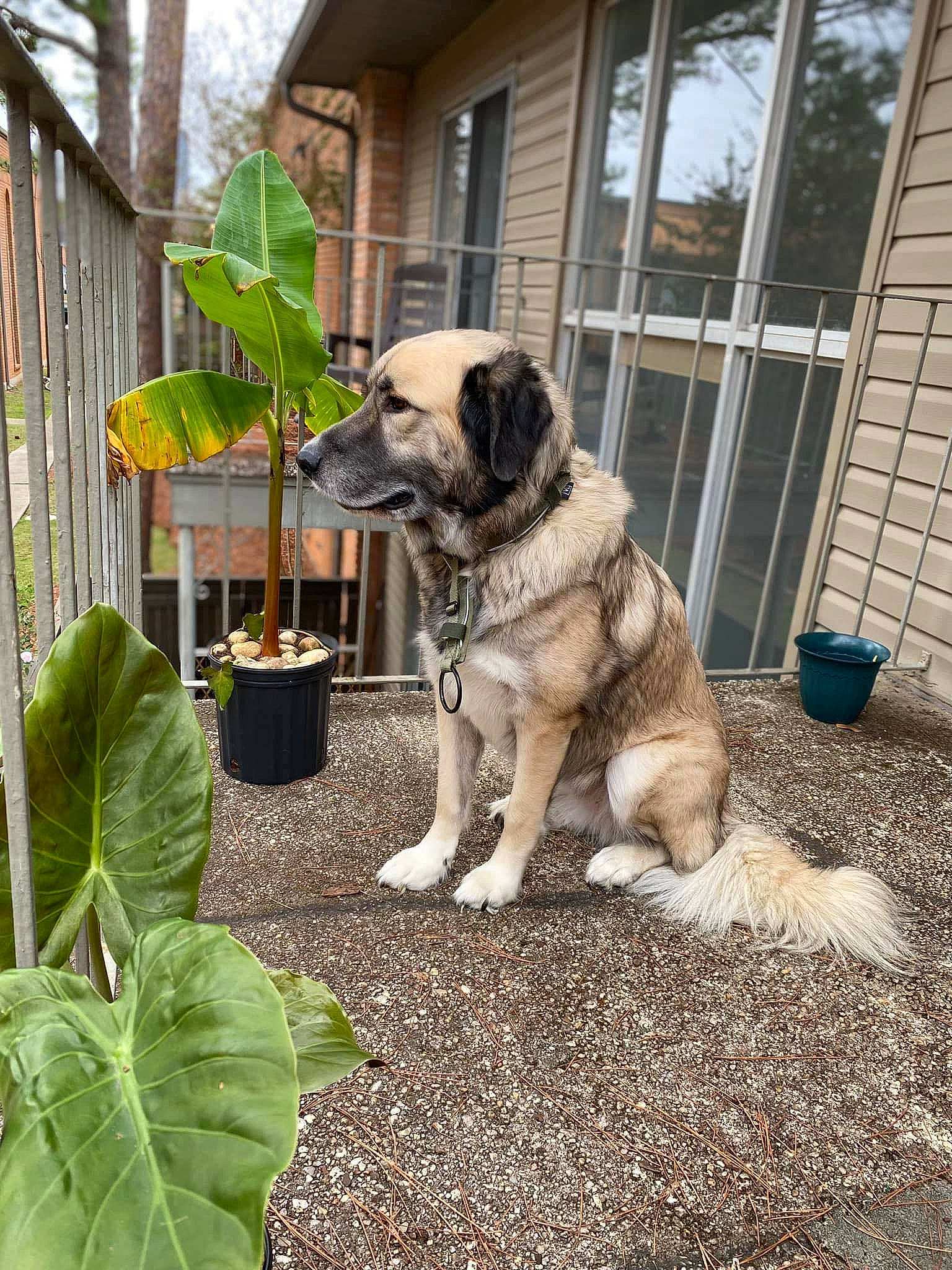 Chloe is registered to the contest to win money with this photo: annual_plant, building, carnivore, companion_dog, dog, dog_breed, door, fawn, flowerpot, garden, garden_hose, grass, groundcover, house, houseplant, leaf_vegetable, plant, porch, siding, vegetable