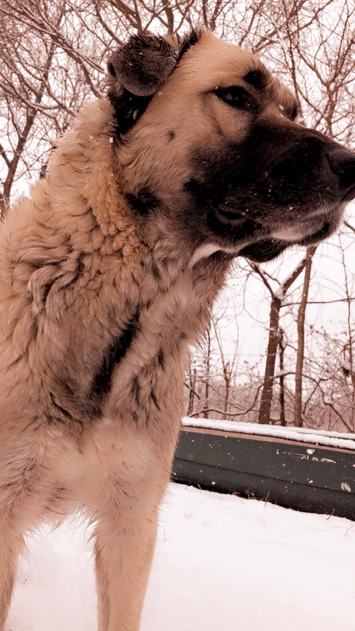 Chloe is registered to the contest to win money with this photo: camelid, canidae, carnivore, companion_dog, dog, dog_breed, fawn, freezing, fur, head, photograph, snout, snow, sporting_group, terrestrial_animal, tree, twig, whiskers, winter, working_animal