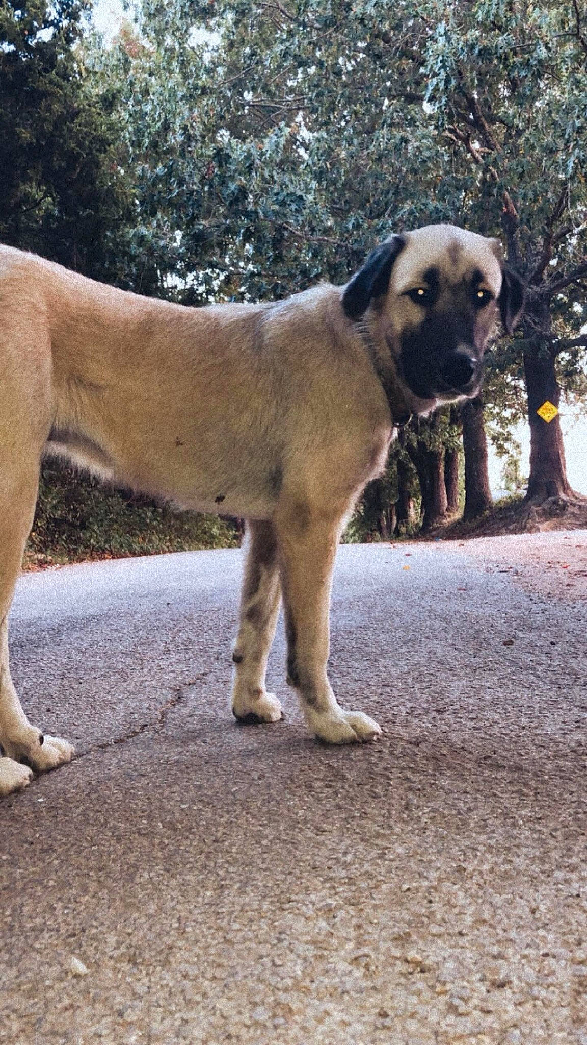Chloe joined the competition — help win amazing prizes! ancient_dog_breeds, canidae, carnivore, collar, companion_dog, dog, dog_breed, fawn, hunting_dog, kangal_dog, pet_supply, snout, sporting_group, tail, terrestrial_animal, tree, wildlife, working_animal, working_dog