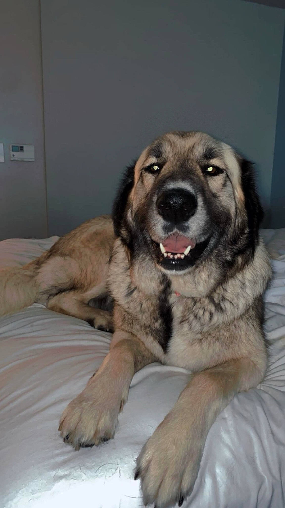 Chloe is registered to the contest to win money with this photo: canidae, carnivore, comfort, companion_dog, dog, dog_breed, fang, fawn, fur, guard_dog, natural_material, newfoundland, paw, snout, sporting_group, terrestrial_animal, whiskers, working_dog