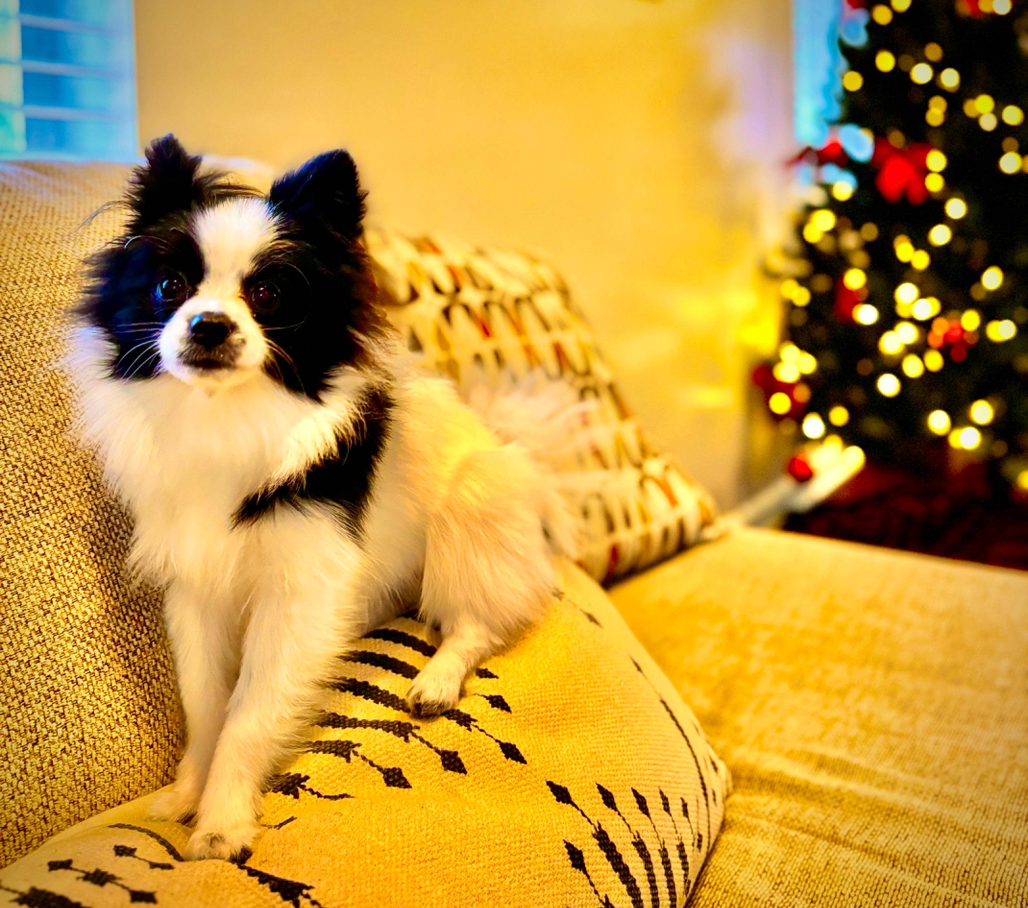 Gracie joined the competition — help win amazing prizes! carnivore, christmas_decoration, christmas_ornament, christmas_tree, companion_dog, conifer, dog, dog_breed, event, fawn, felidae, fur, papillon, plant, small_to_medium_sized_cats, snout, tail, toy_dog, tree, whiskers