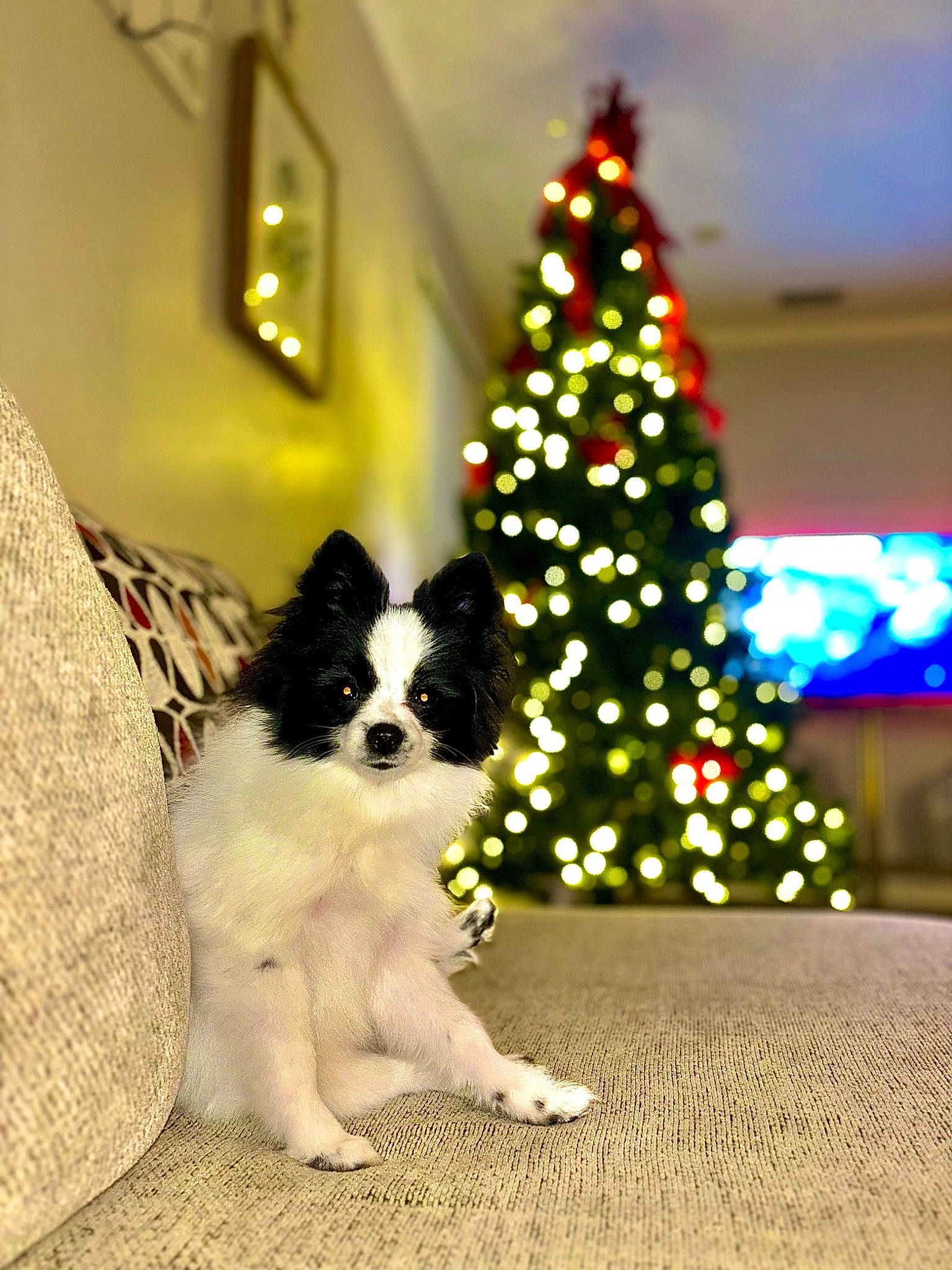 Gracie is registered to the contest to win money with this photo: carnivore, christmas, christmas_decoration, christmas_ornament, christmas_tree, companion_dog, conifer, dog, dog_breed, dog_supply, event, evergreen, fawn, holiday, holiday_ornament, ornament, tints_and_shades, toy_dog, tree, working_animal