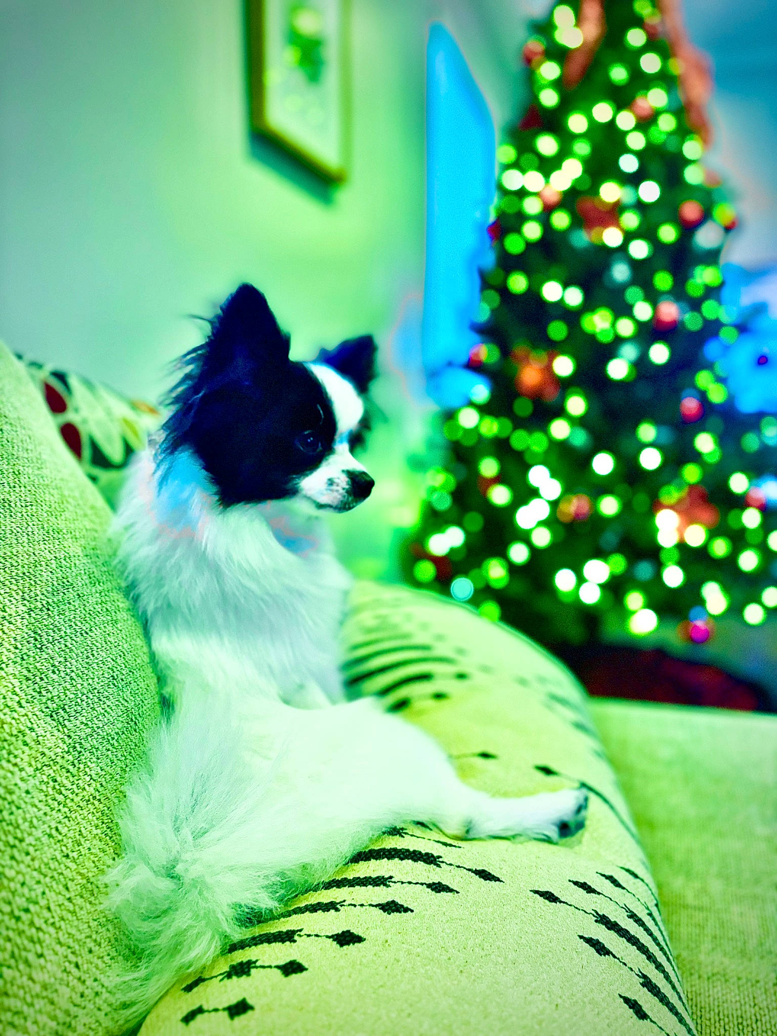 Gracie is registered to the contest to win money with this photo: carnivore, christmas_decoration, christmas_ornament, christmas_tree, companion_dog, conifer, dog, dog_breed, event, evergreen, felidae, grass, green, holiday, holiday_ornament, ornament, tints_and_shades, toy_dog, tree, whiskers