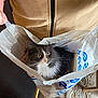 Satchmo is registered to the contest to win money with this photo: cat, cozy, curious, domestic_animal, fleece_jacket, floor_rug, fur, gray_cat, hand, indoor, looking_up, person, pet, plastic_bag, shopping_bag, sitting, whiskers, white_cat, yellow_eyes, zipper