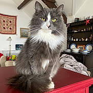 Satchmo joined the competition — help win amazing prizes! animal, cat, cozy, cute, decor, fluffy, furniture, gray_and_white, home, indoor, pet, portrait, red_table, shelf, sitting, table, tail, tapestry, wooden_beams, yellow_eyes