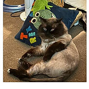 Remi Graves joined the competition — help win amazing prizes! cat, fluffy_cat, lion_cut, dark_face, blue_eyes, paws, reclined, carpet, pillow, cushion, toy, indoor, domestic_animal, whiskers, fur, pet_bedding, grooming, looking_at_camera, relaxed, portrait