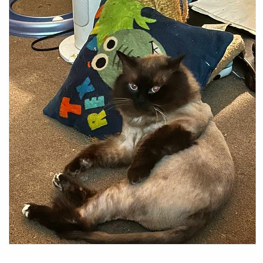 Remi Graves joined the competition — help win amazing prizes! blue_eyes, carpet, cat, cushion, dark_face, domestic_animal, fluffy_cat, fur, grooming, indoor, lion_cut, looking_at_camera, paws, pet_bedding, pillow, portrait, reclined, relaxed, toy, whiskers