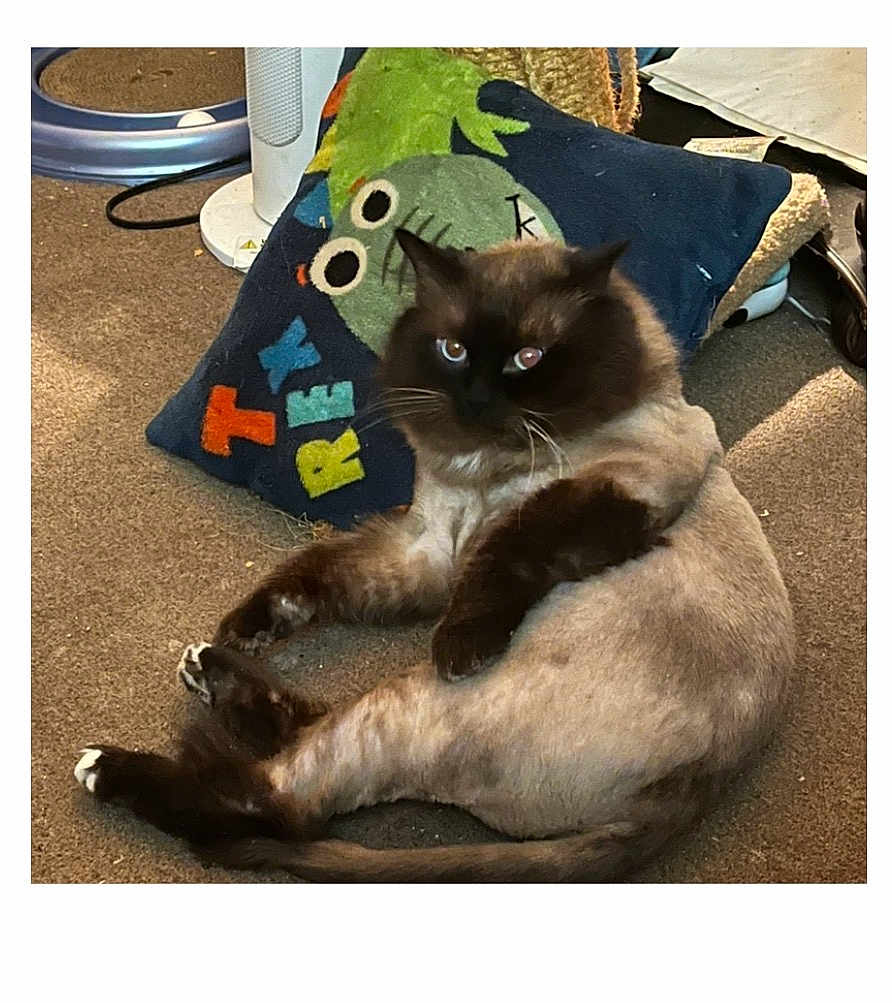 Remi Graves joined the competition — help win amazing prizes! cat, fluffy_cat, lion_cut, dark_face, blue_eyes, paws, reclined, carpet, pillow, cushion, toy, indoor, domestic_animal, whiskers, fur, pet_bedding, grooming, looking_at_camera, relaxed, portrait