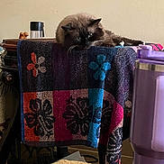 Remi is registered to the contest to win money with this photo: cat, furniture, blanket, indoor, table, tumbler, purple, pattern, colorful, relaxed, fluffy, pet, animal, household, cozy, lazy, resting, domestic, tablecloth, still_life