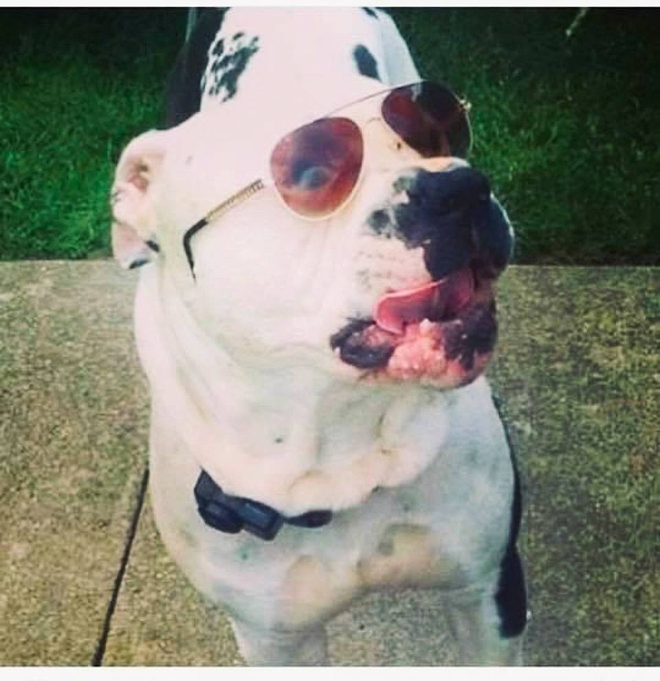 Bronson joined the competition — help win amazing prizes! art, artifact, canidae, carmine, carnivore, companion_dog, dog, dog_breed, fang, fawn, grass, jaw, personal_protective_equipment, pet_supply, rectangle, snout, sporting_group, square, sunglasses, working_animal