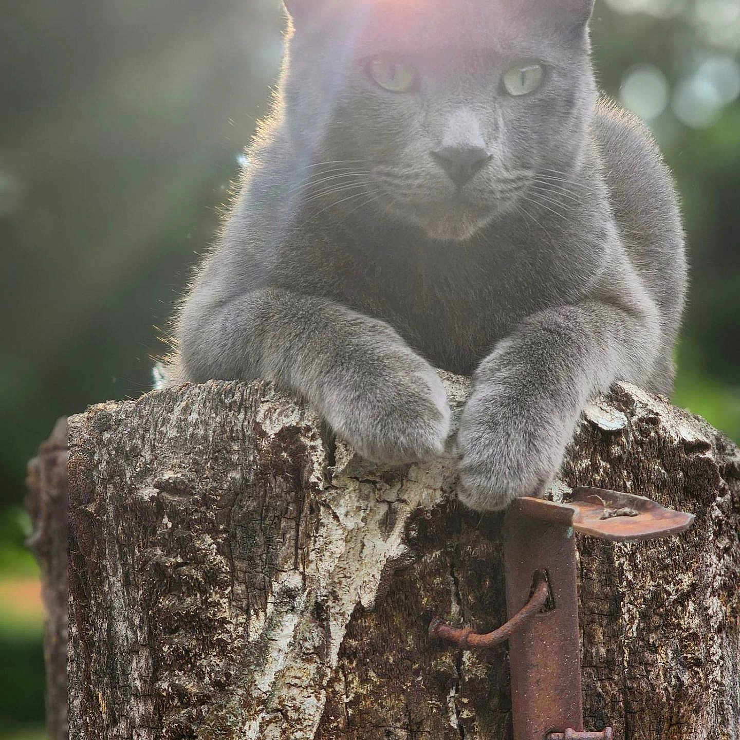 Grey is registered to the contest to win money with this photo: abyssinian, angora, animal, cat, corrosion, flare, kitten, light, manx, nature, outdoors, pet, plant, rock, rust, sky, sun, tree, treestump, wood