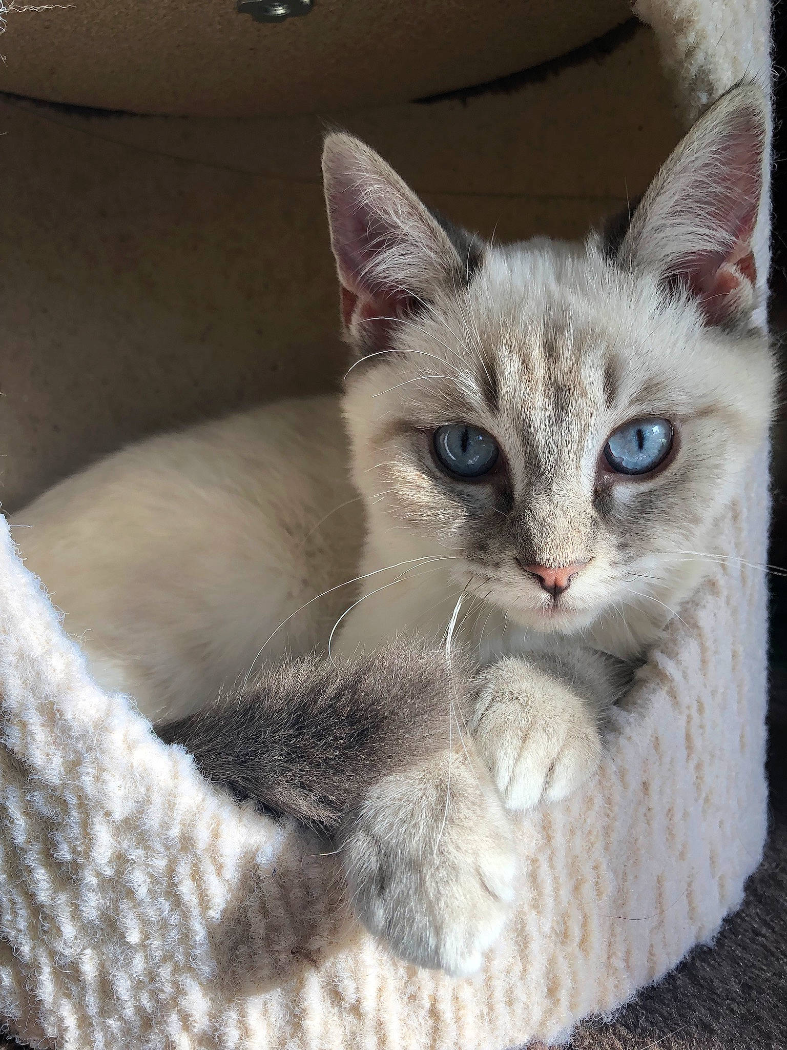 Yeti joined the competition — help win amazing prizes! carnivore, cat, cat_furniture, cat_supply, comfort, domestic_short_haired_cat, fawn, felidae, fur, paw, pet_supply, small_to_medium_sized_cats, snout, whiskers, window