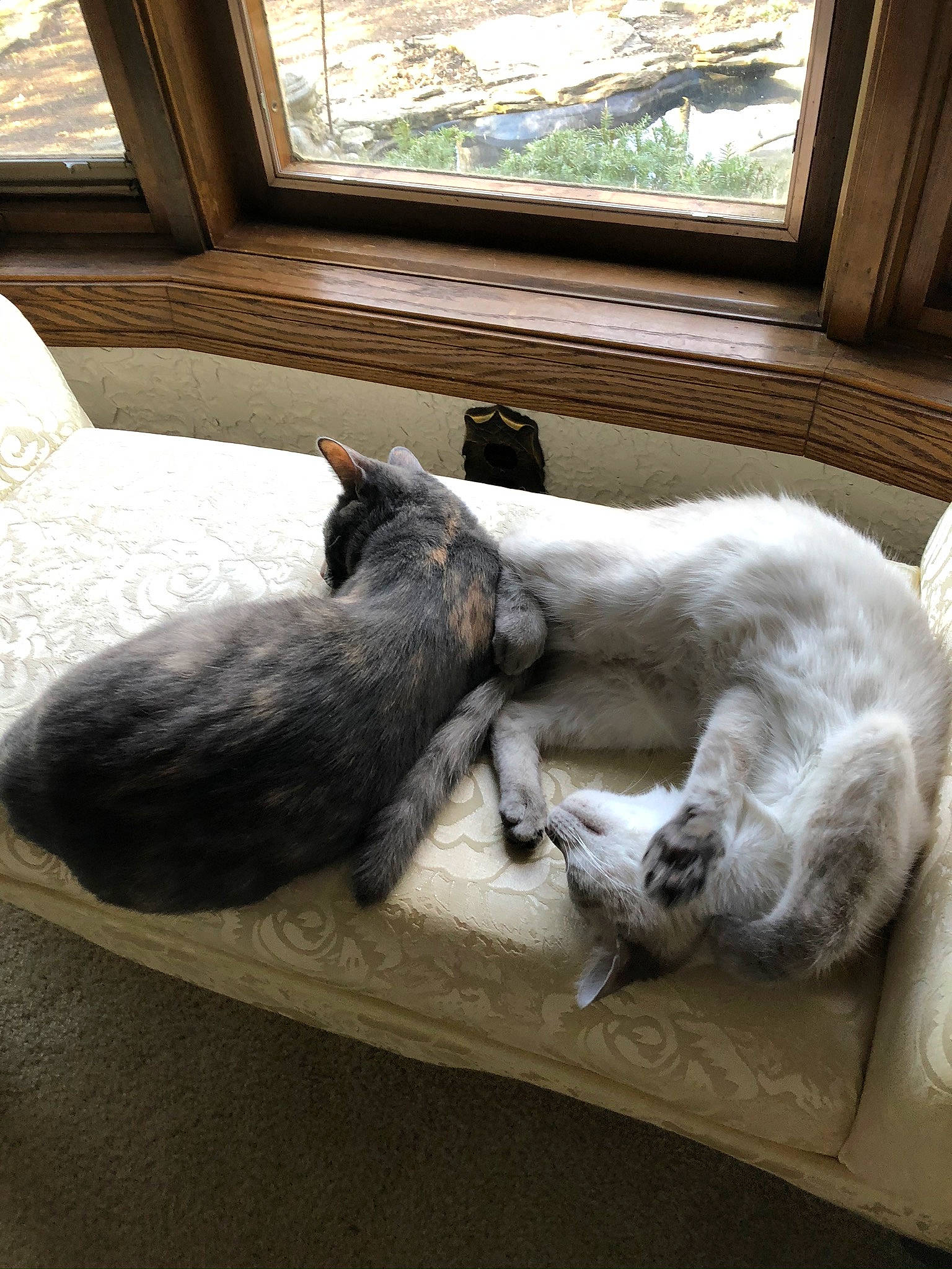 Yeti is registered to the contest to win money with this photo: carnivore, cat, claw, comfort, daylighting, domestic_short_haired_cat, door, felidae, flooring, fur, grey, hardwood, house, small_to_medium_sized_cats, snout, table, tail, whiskers, window, wood