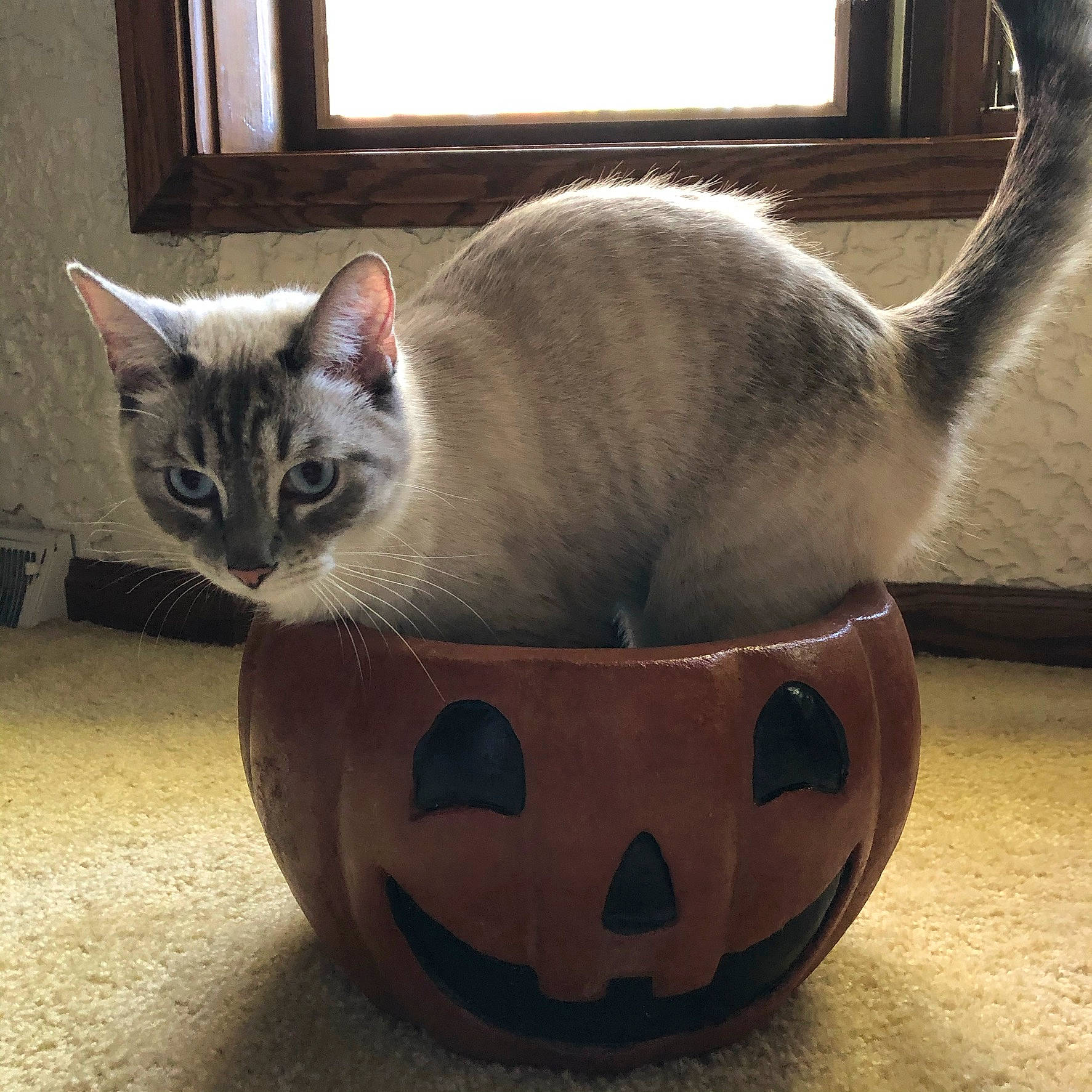 Yeti joined the competition — help win amazing prizes! carnivore, cat, cat_supply, ceramic, comfort, dishware, domestic_short_haired_cat, drinkware, earthenware, felidae, grey, pet_supply, pottery, serveware, small_to_medium_sized_cats, snout, tableware, tail, whiskers, window